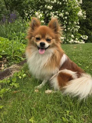 Jasper