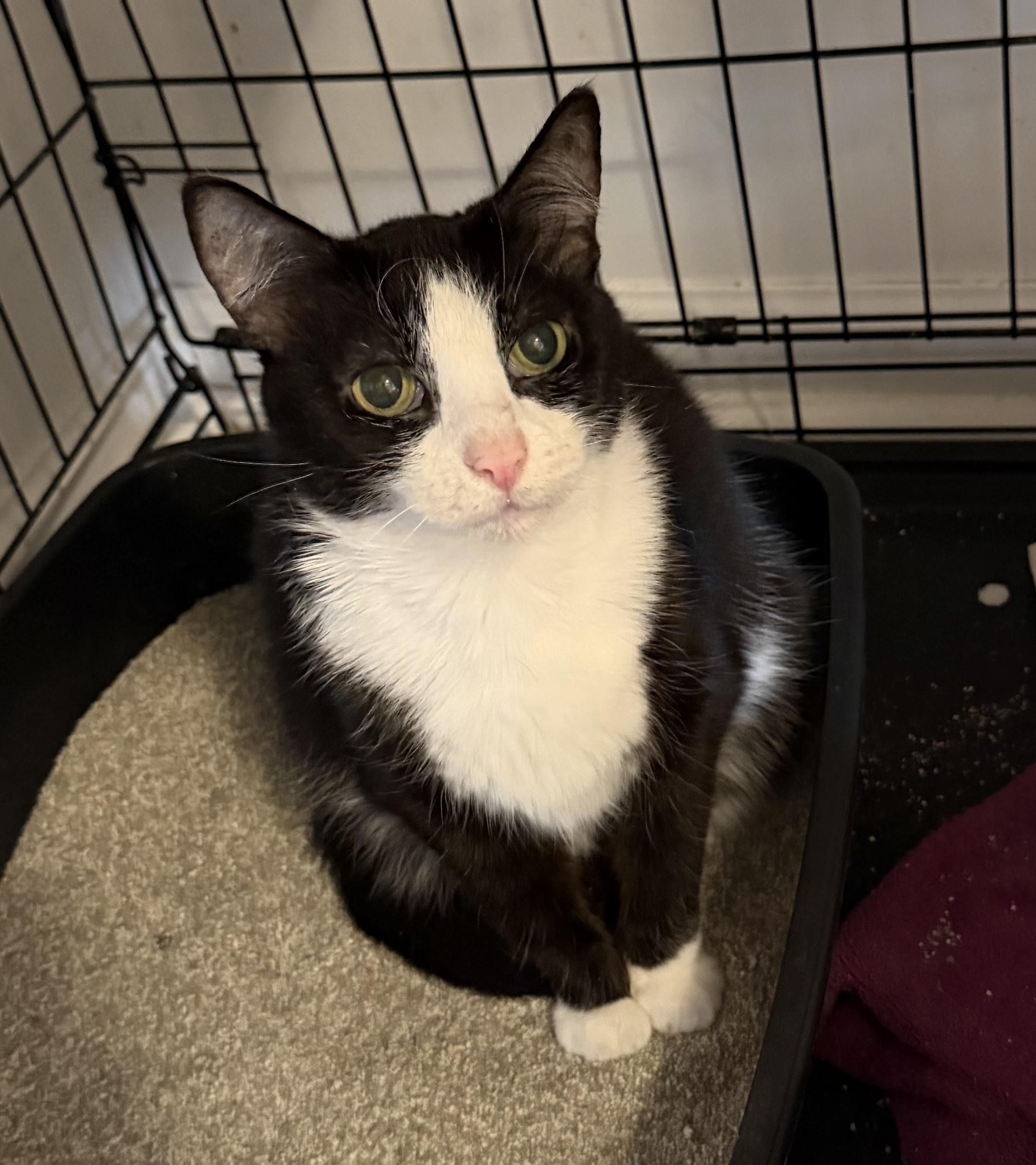 Pinks, a Adoptable Tuxedo in Oriental , NC image 1/2