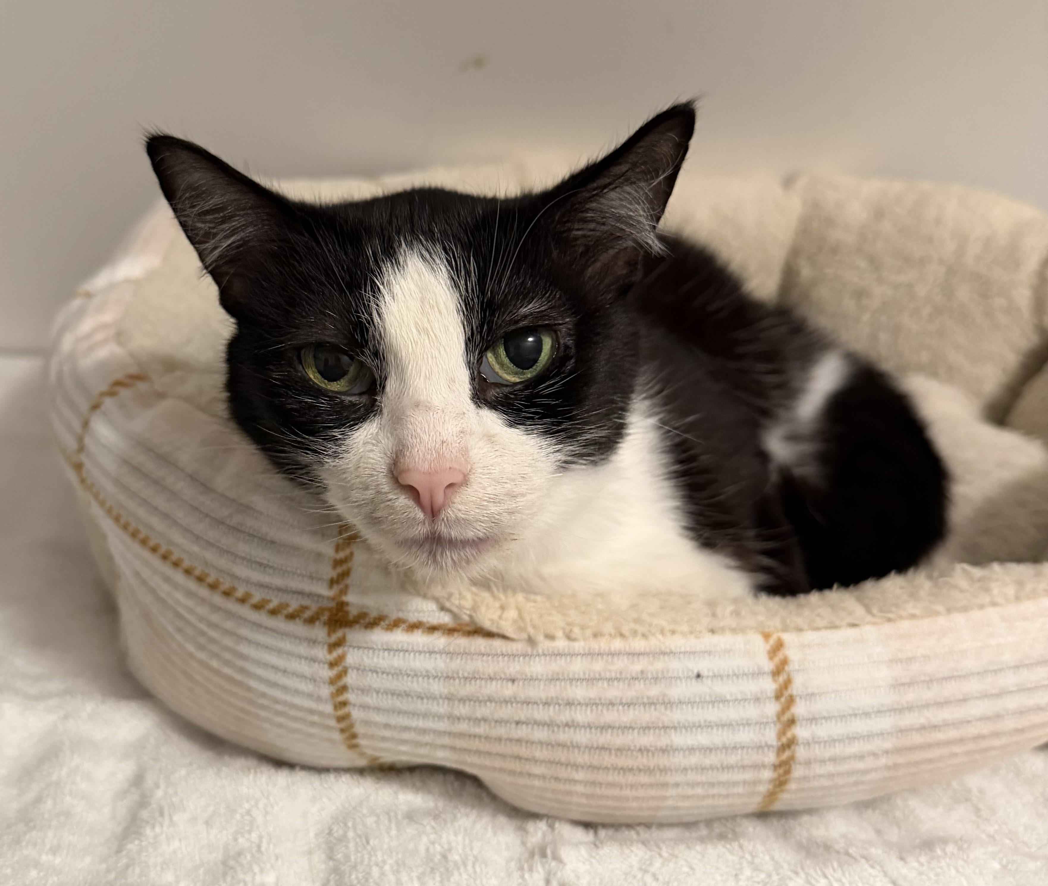 Pinks, a Adoptable Tuxedo in Oriental , NC image 2/2