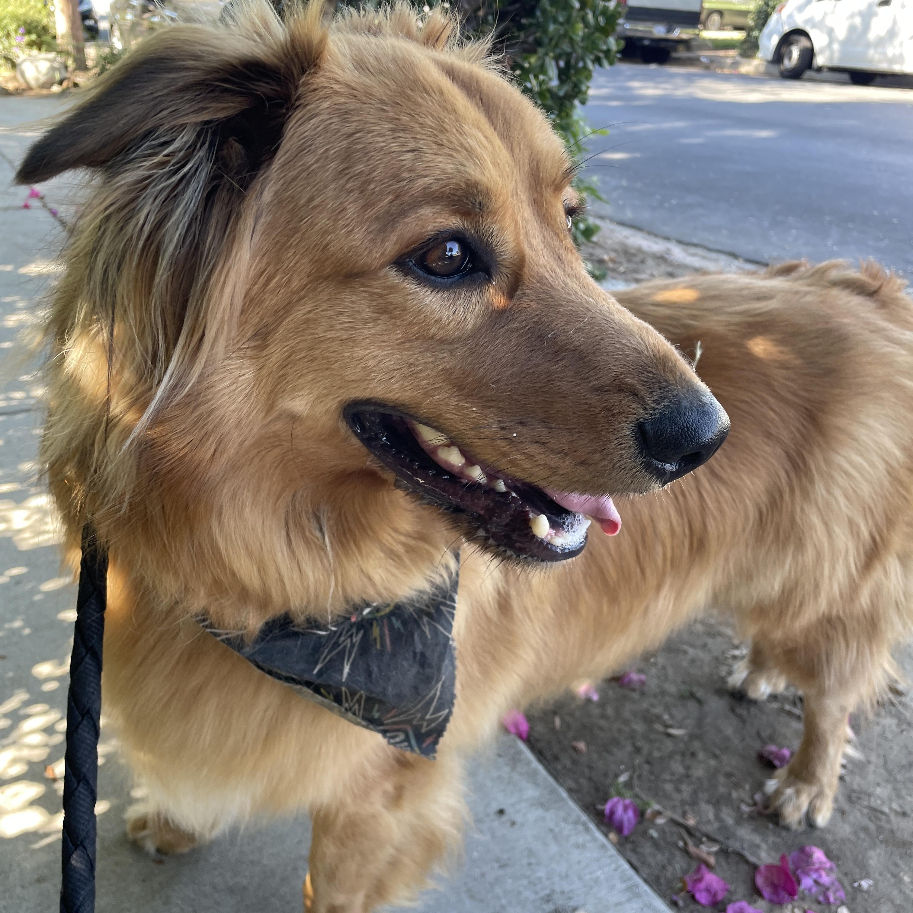 Enlarge Hopper, a Adopted mixed breed in Studio City, CA image 4/6