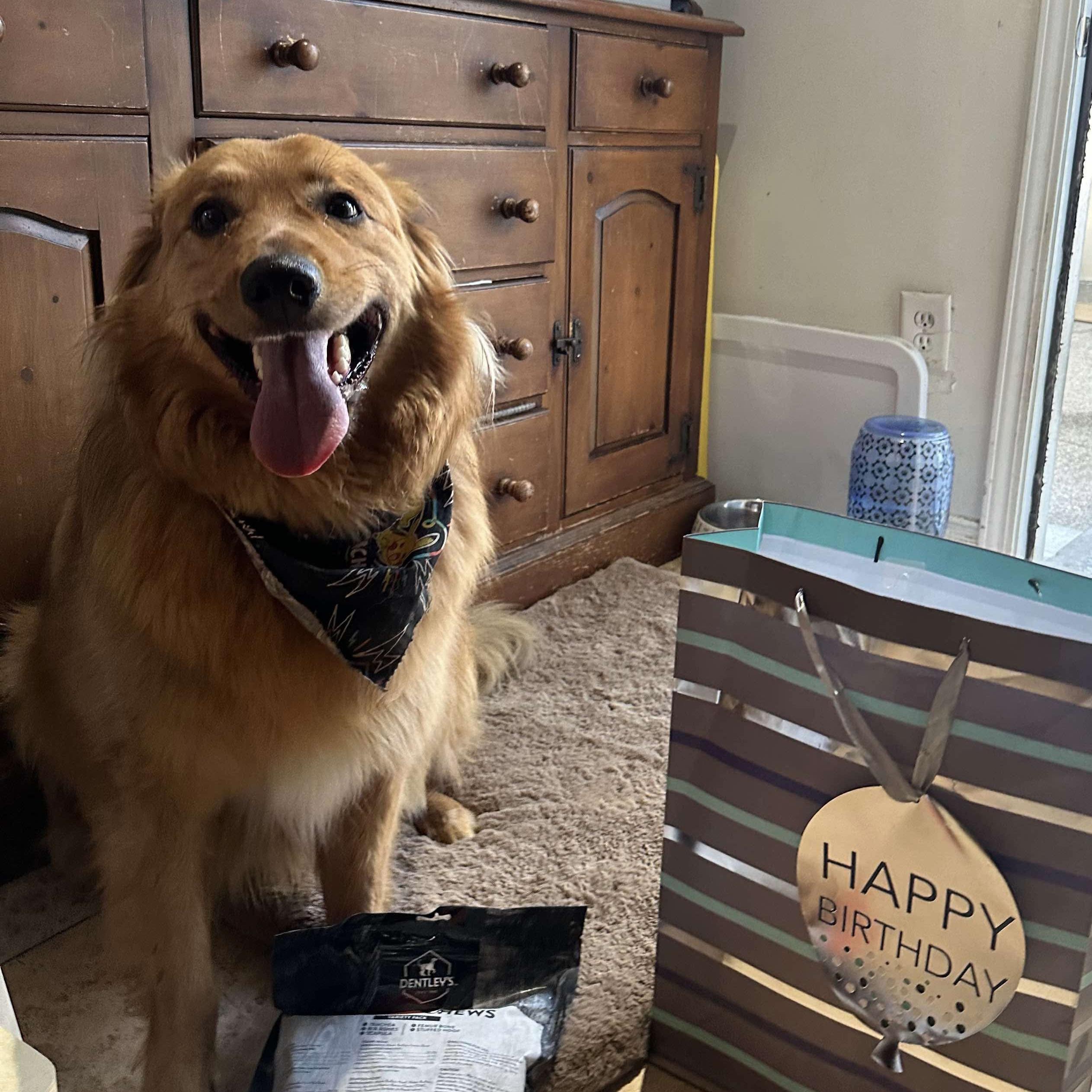 Enlarge Hopper, a Adopted mixed breed in Studio City, CA image 6/6