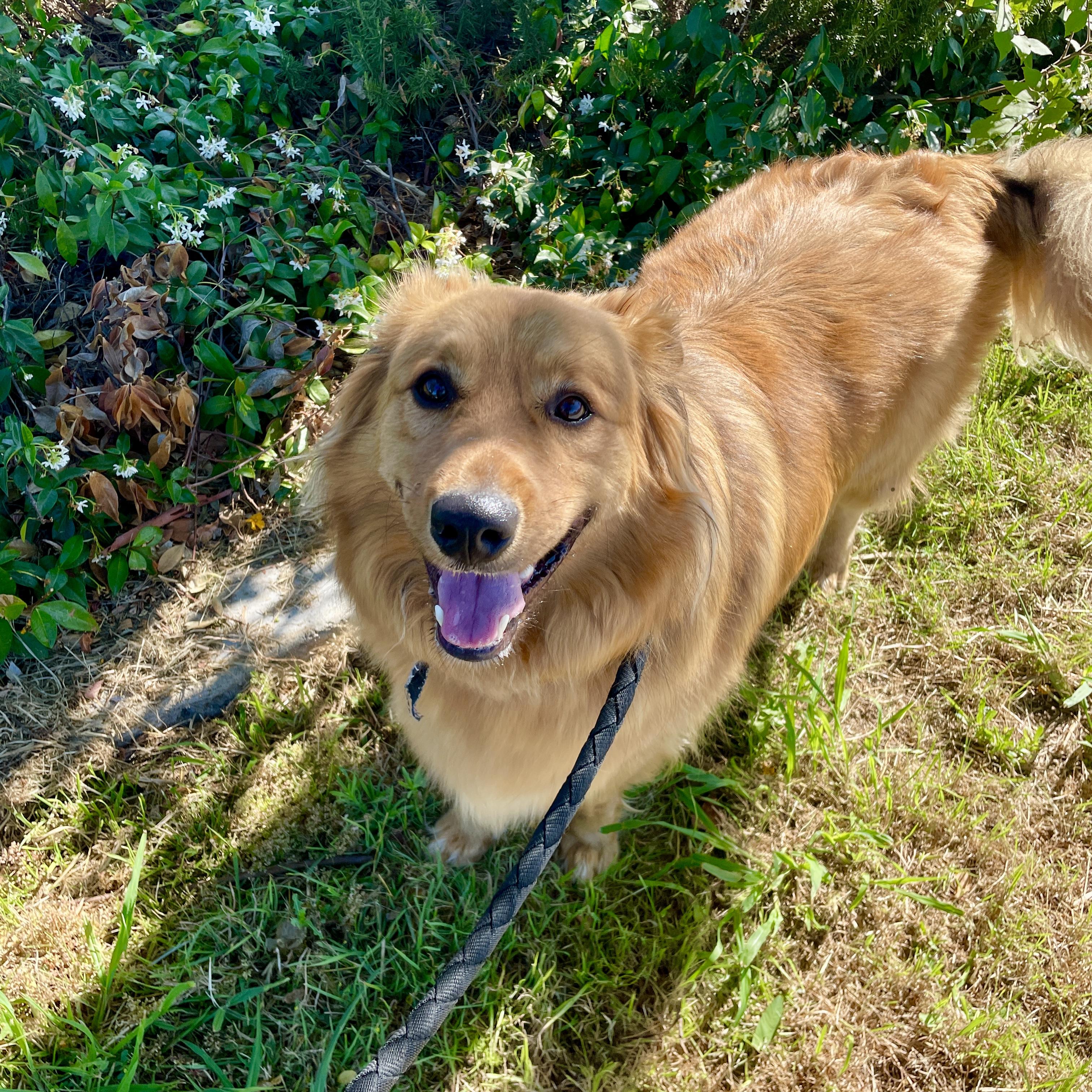 Enlarge Hopper, a Adopted mixed breed in Studio City, CA image 5/6