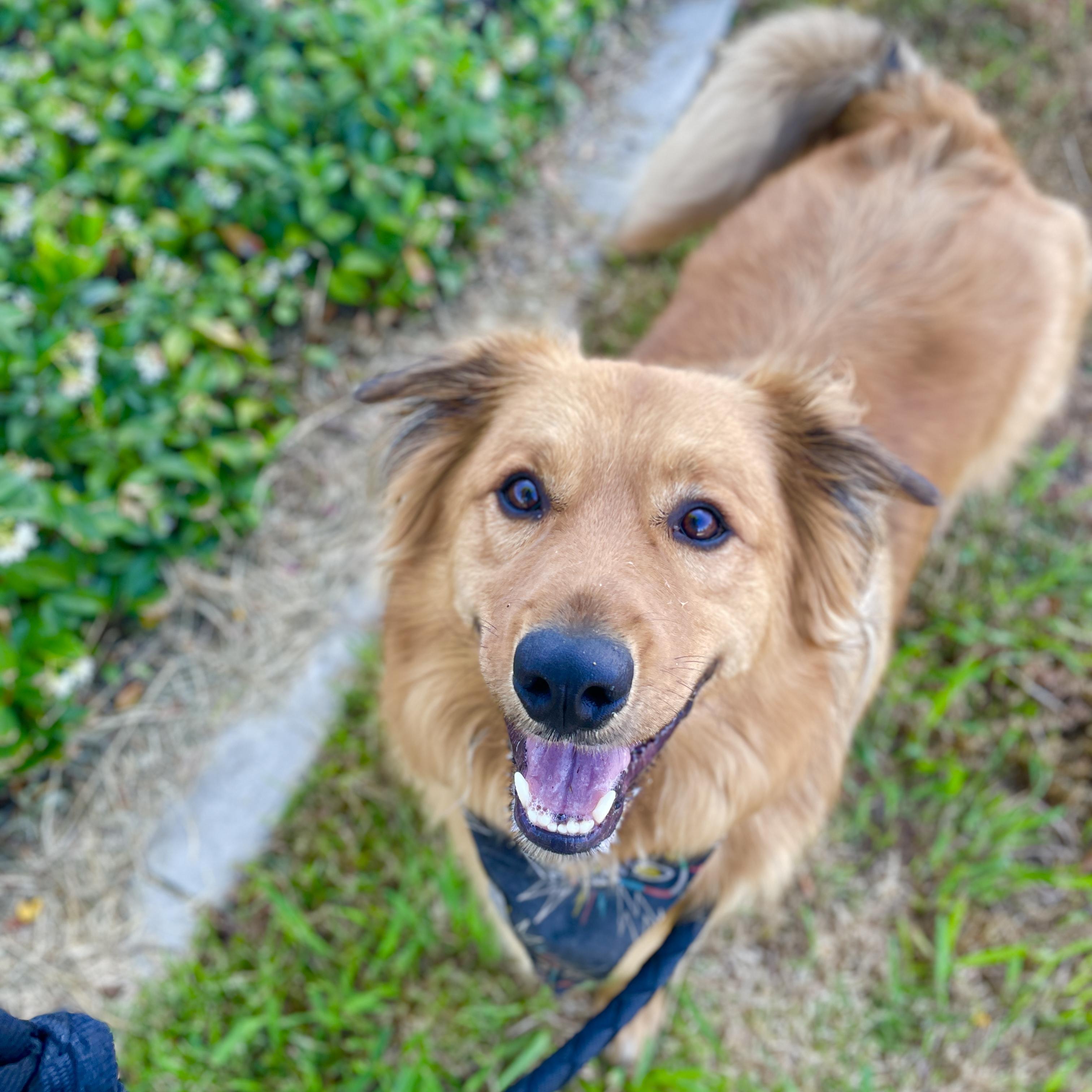 Enlarge Hopper, a Adopted mixed breed in Studio City, CA image 2/6