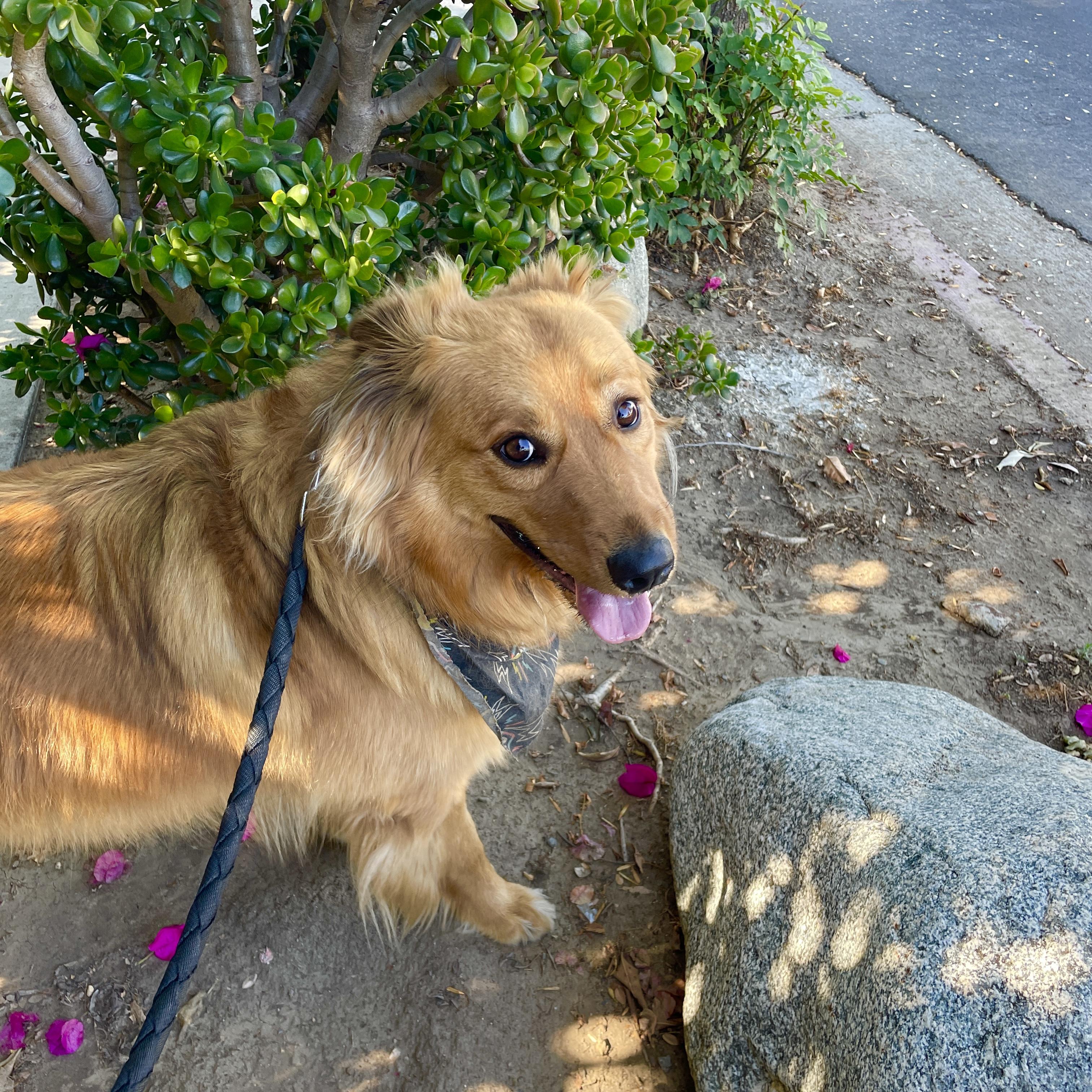 Enlarge Hopper, a Adopted mixed breed in Studio City, CA image 3/6