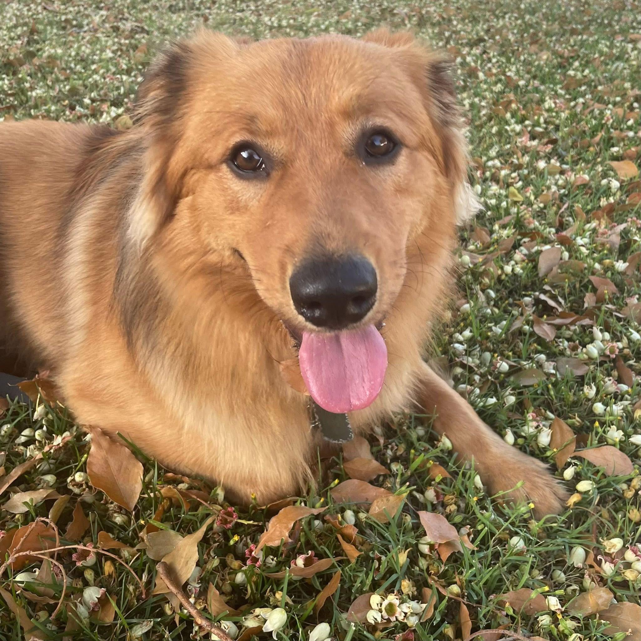 Enlarge Hopper, a Adopted mixed breed in Studio City, CA image 1/6