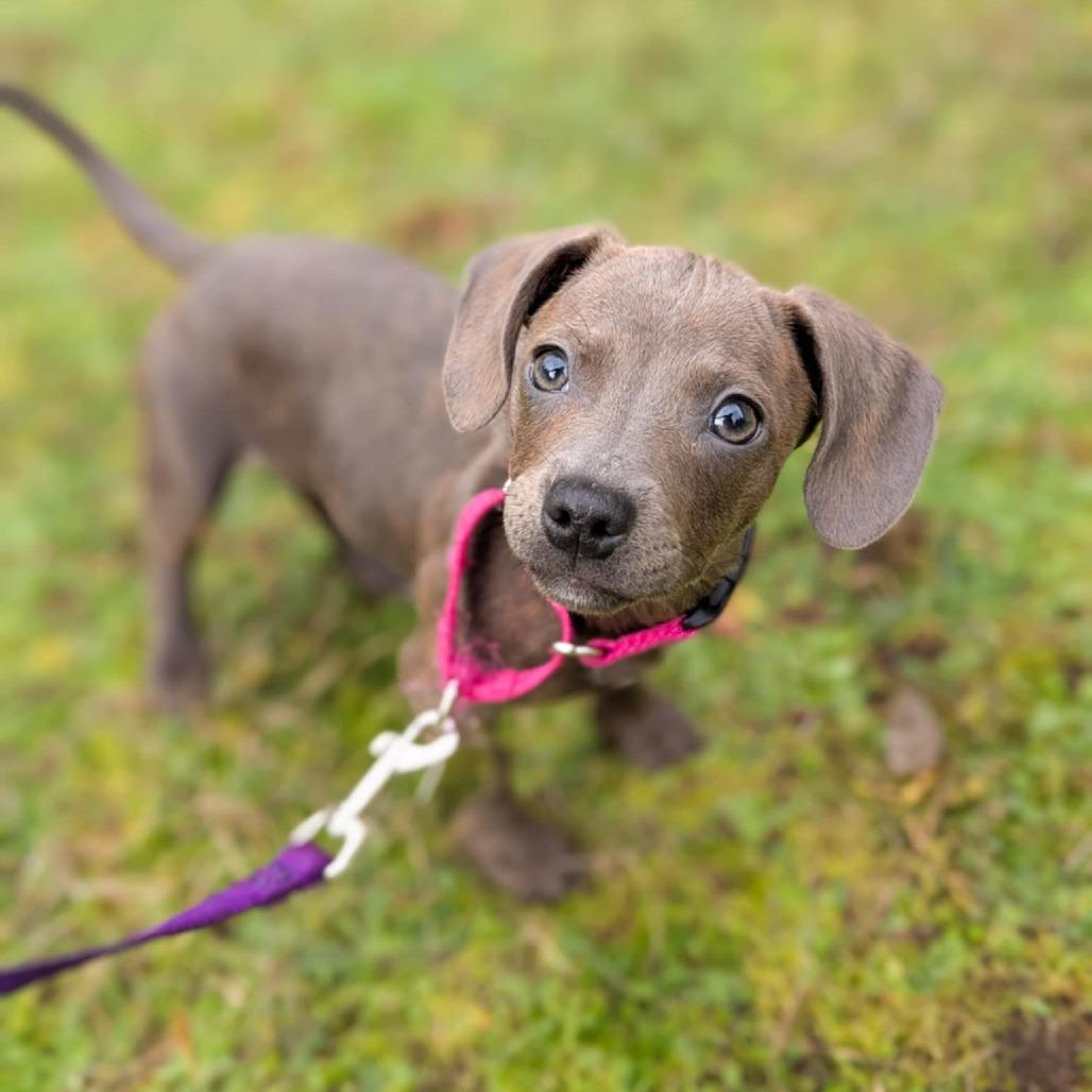 Enlarge Sadie, a Adoptable Mixed Breed in Allyn, WA image 1/6