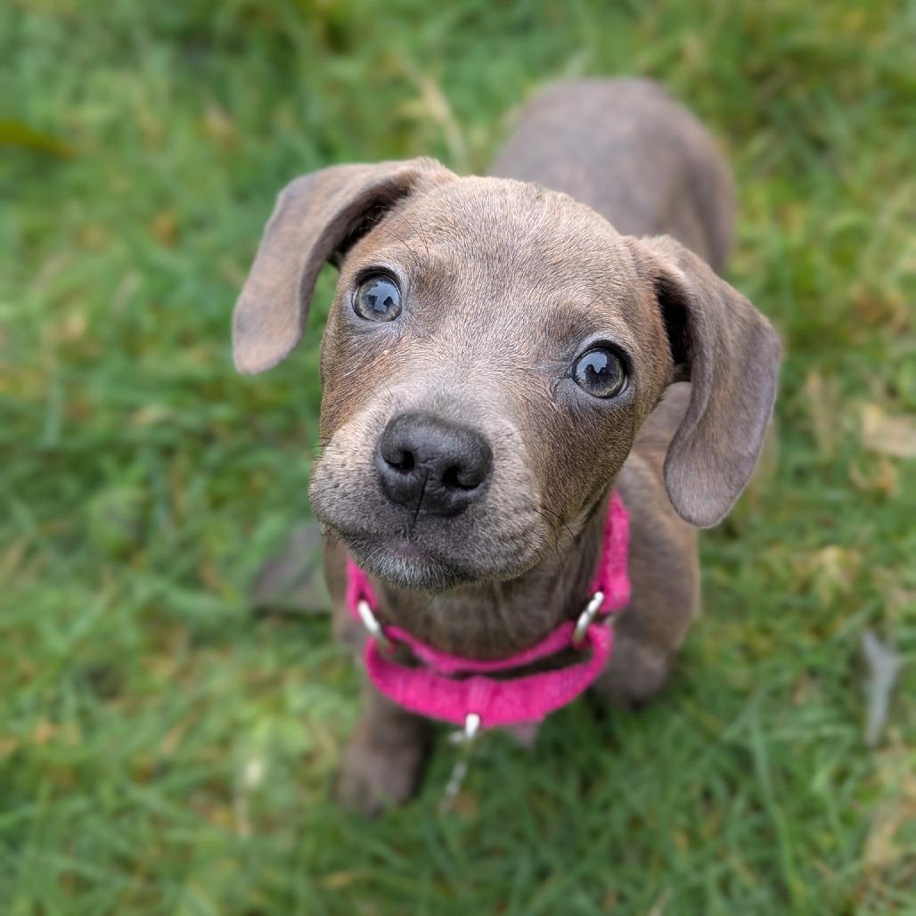 Enlarge Sadie, a Adoptable Mixed Breed in Allyn, WA image 2/6