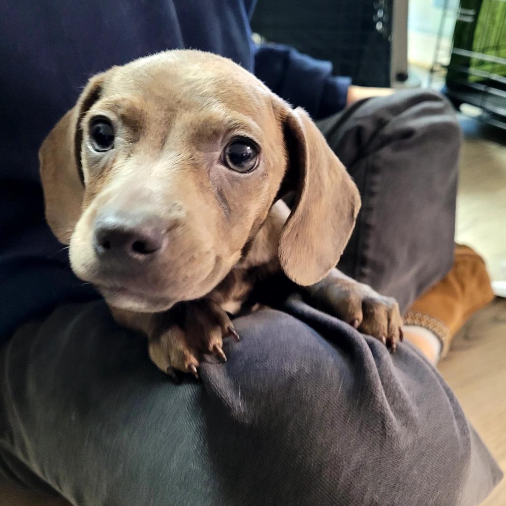 Enlarge Sadie, a Adoptable Mixed Breed in Allyn, WA image 4/6