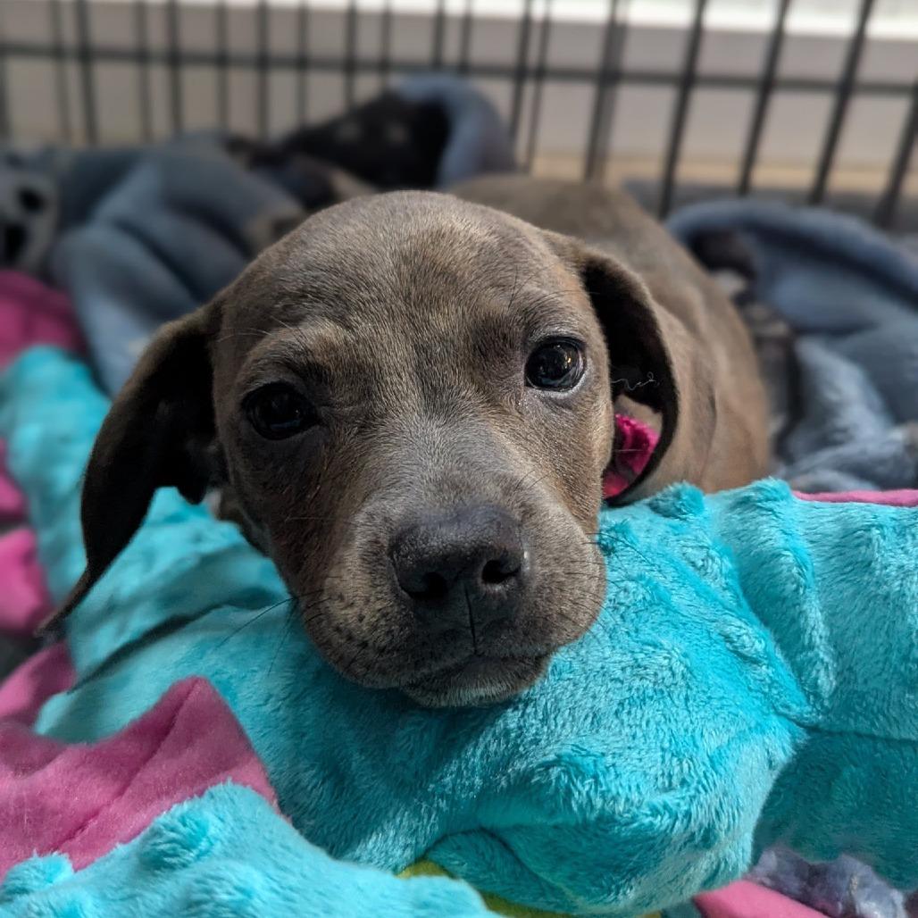 Enlarge Sadie, a Adoptable Mixed Breed in Allyn, WA image 5/6