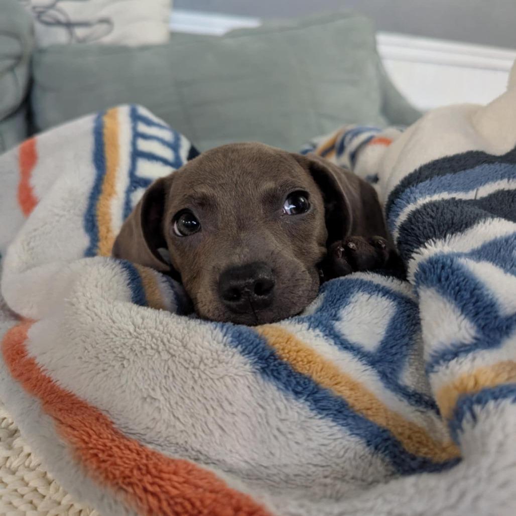 Enlarge Sadie, a Adoptable Mixed Breed in Allyn, WA image 6/6