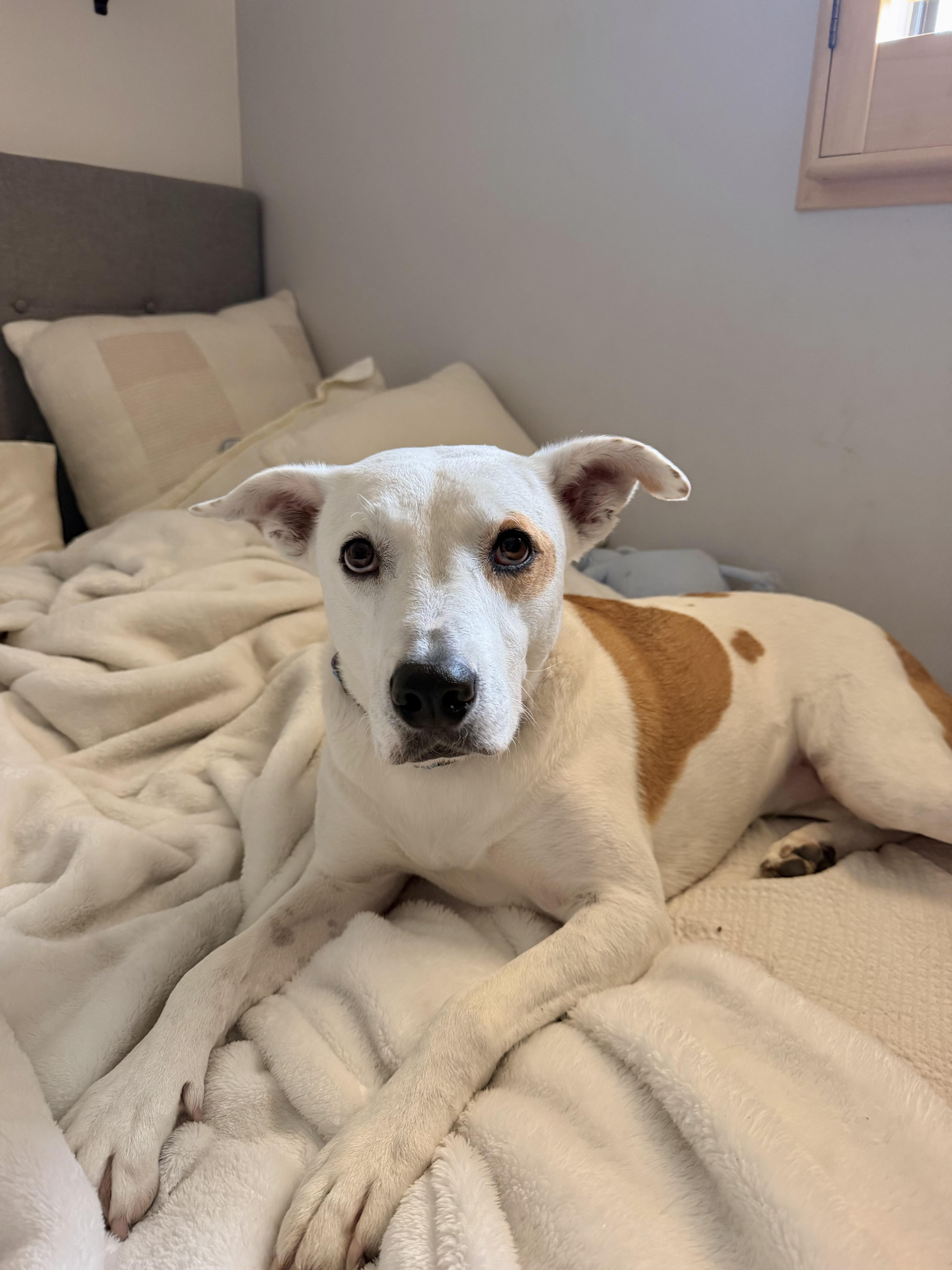 Opal, ADOPTABLE, Adult Female Bull Terrier.