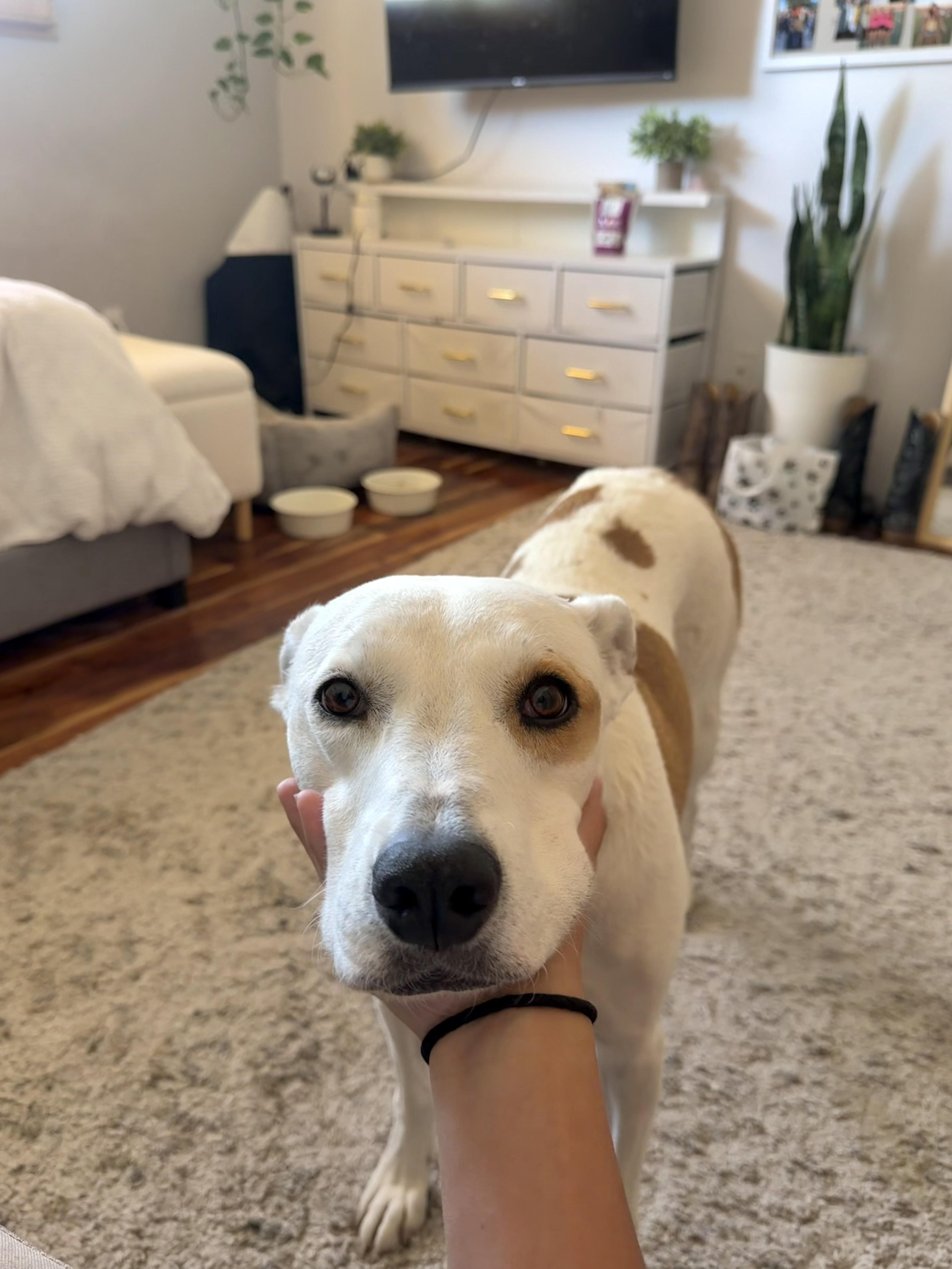 Opal, a ADOPTABLE mixed breed in Chandler, AZ image 4/5