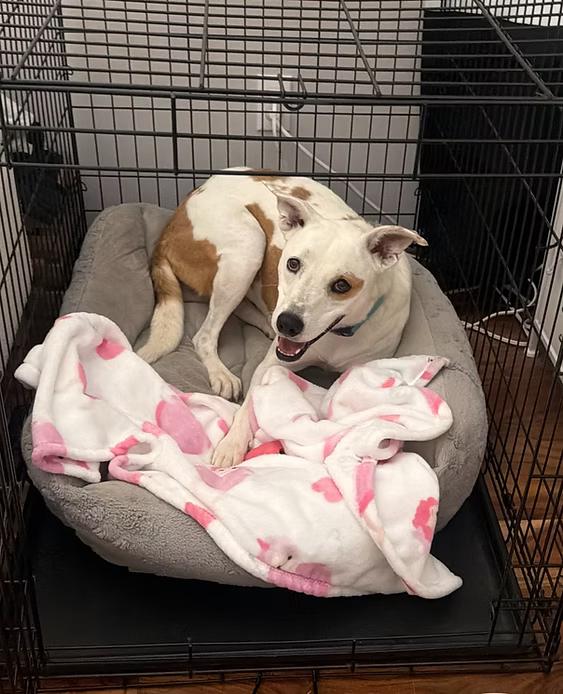 Opal, ADOPTABLE, Adult Female Bull Terrier.