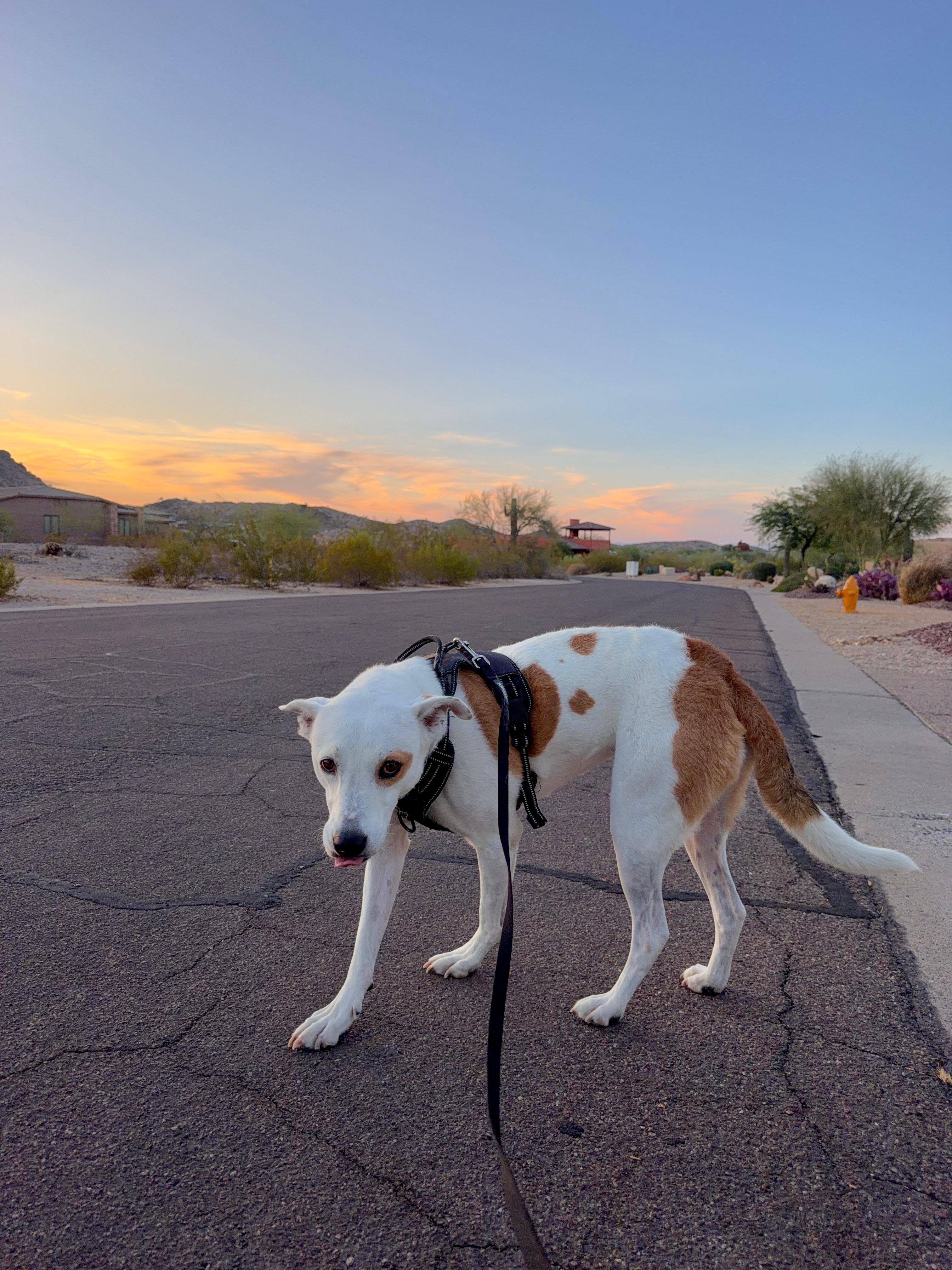 Opal, a ADOPTABLE mixed breed in Chandler, AZ image 3/5