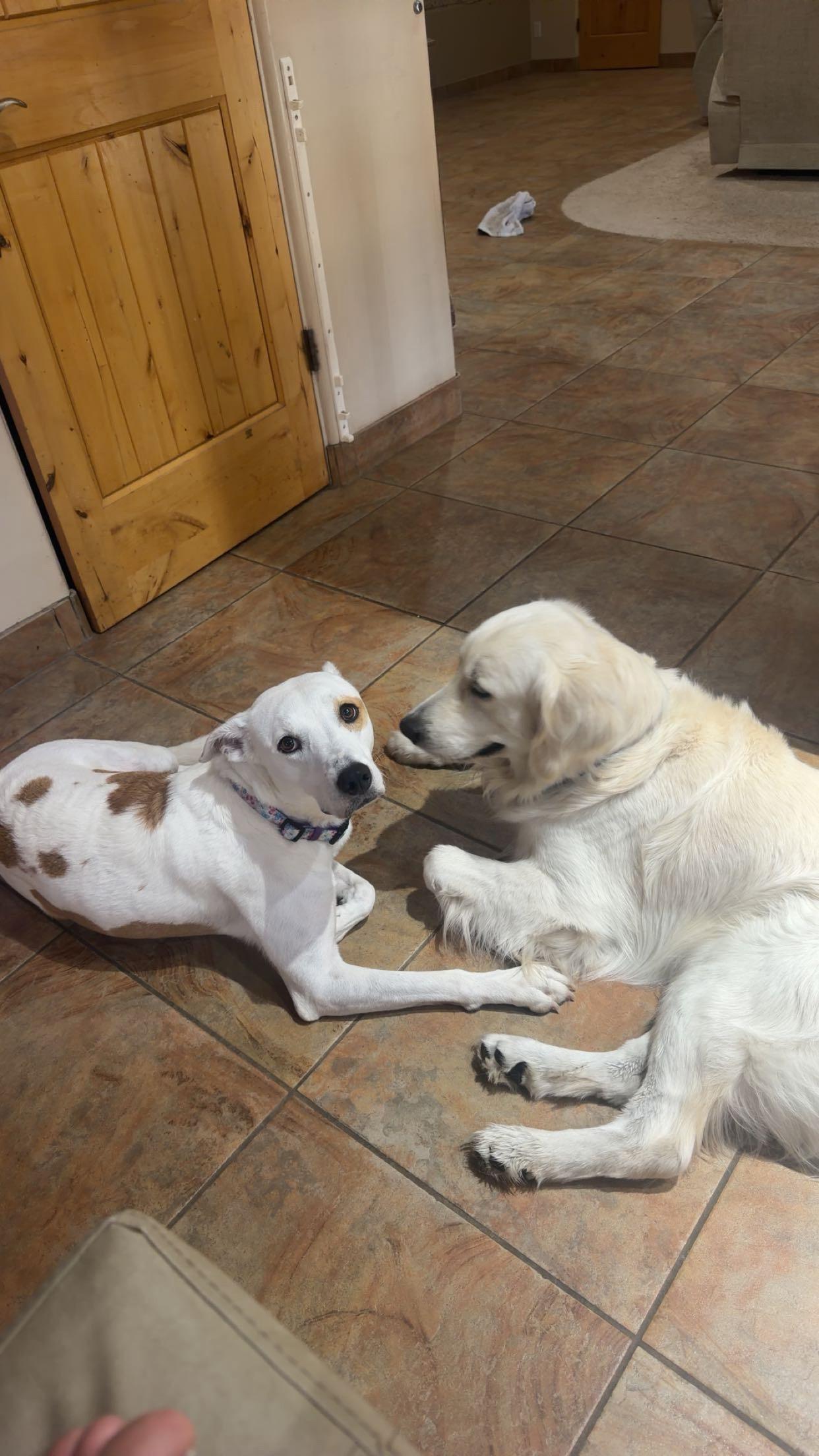 Opal, a ADOPTABLE mixed breed in Chandler, AZ image 5/5