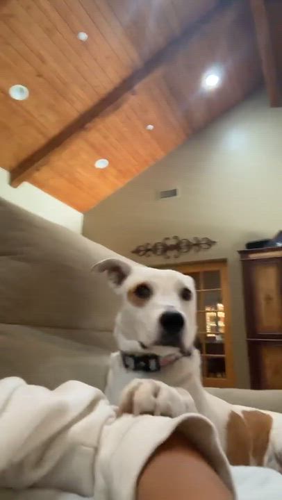 Enlarge Opal, a ADOPTABLE mixed breed in Chandler, AZ video 2/5