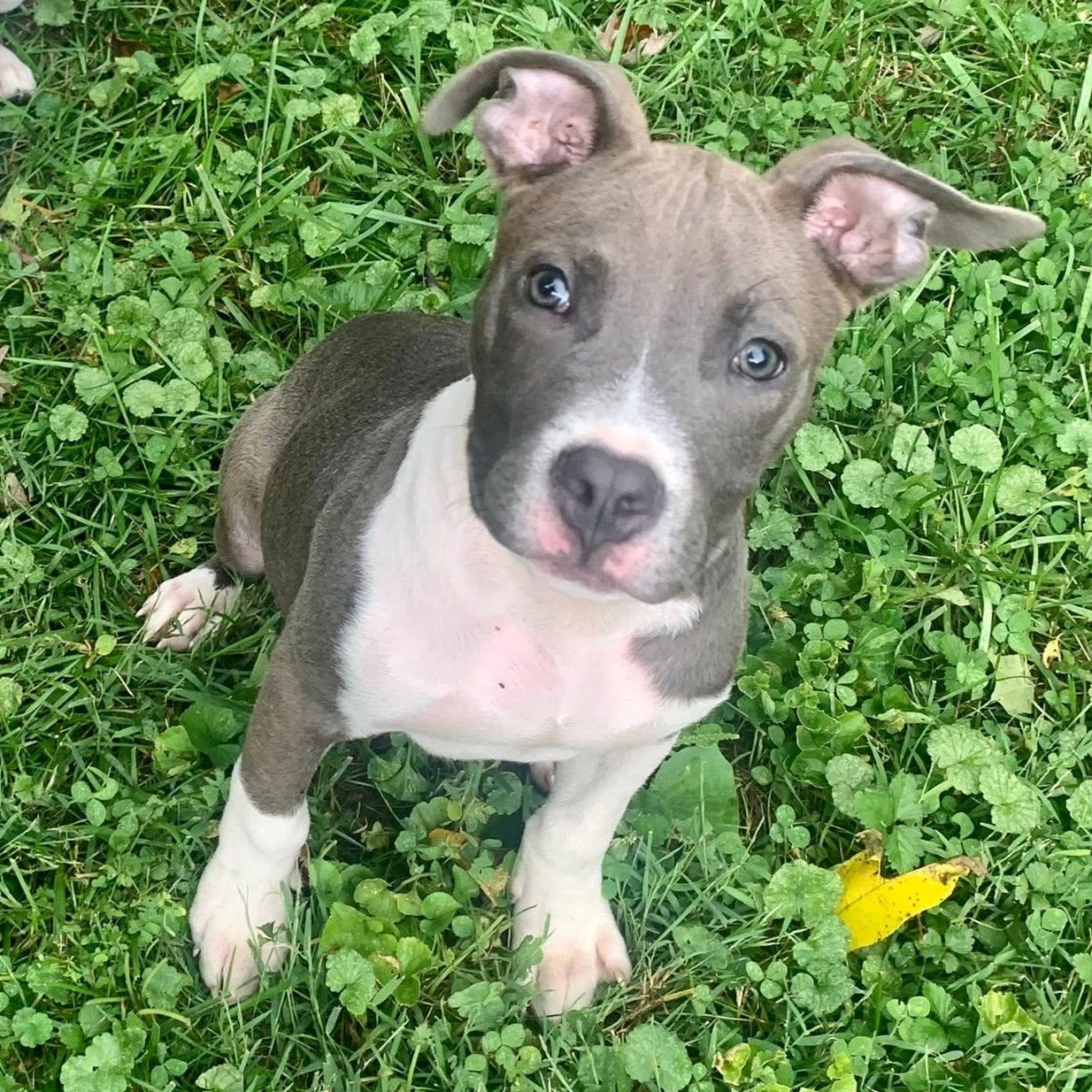 Enlarge Wingding, a Adopted Pit Bull Terrier in Dayton, OH image 5/6