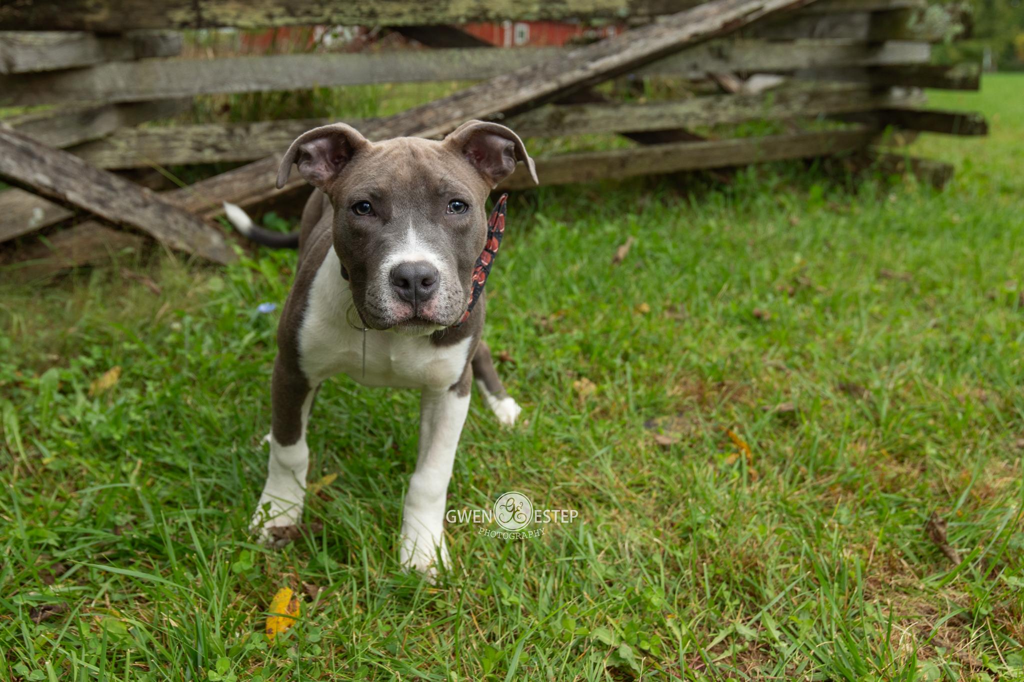 Enlarge Wingding, a Adopted Pit Bull Terrier in Dayton, OH image 2/6