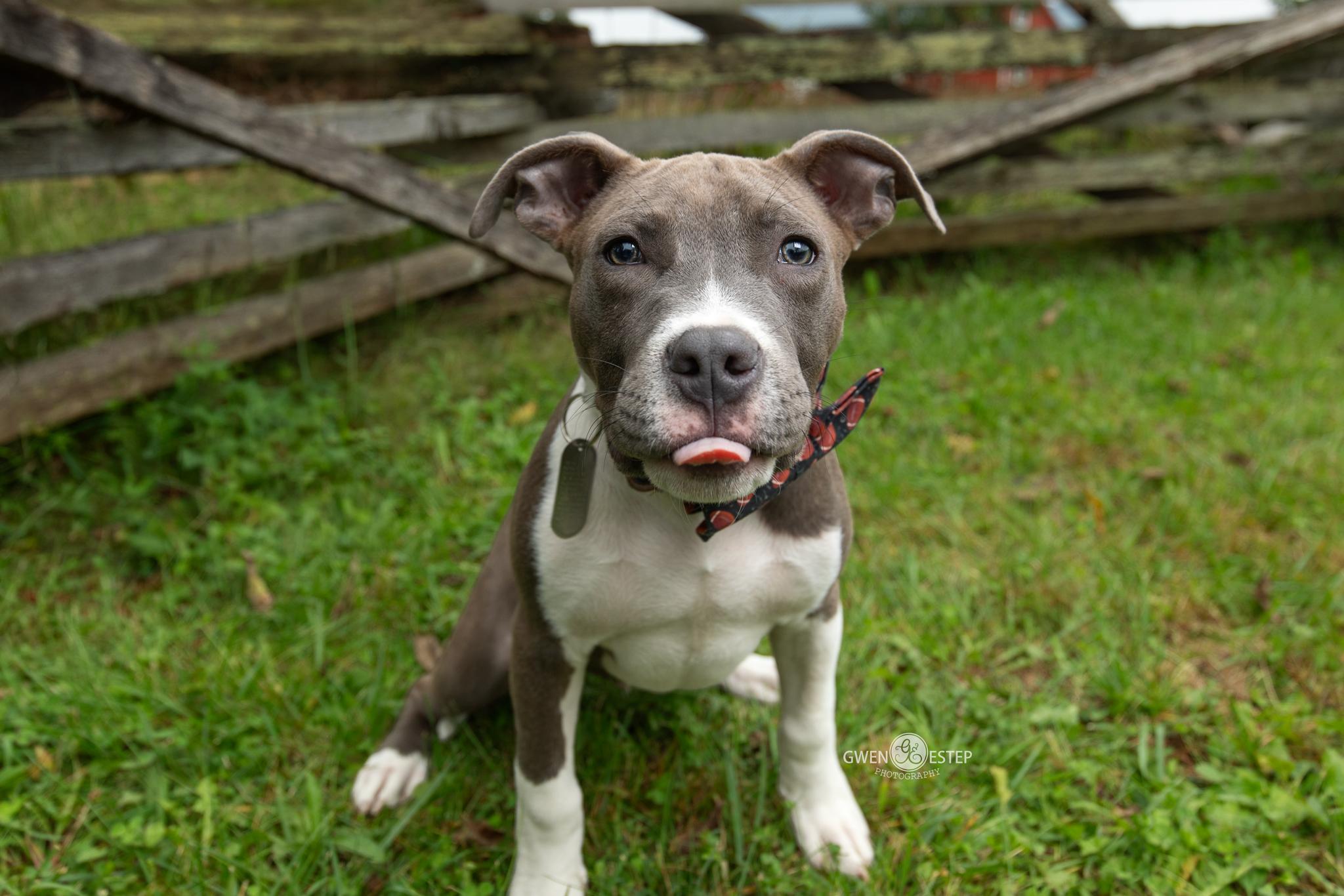 Enlarge Wingding, a Adopted Pit Bull Terrier in Dayton, OH image 3/6