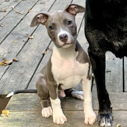 Enlarge Wingding, a Adopted Pit Bull Terrier in Dayton, OH image 6/6