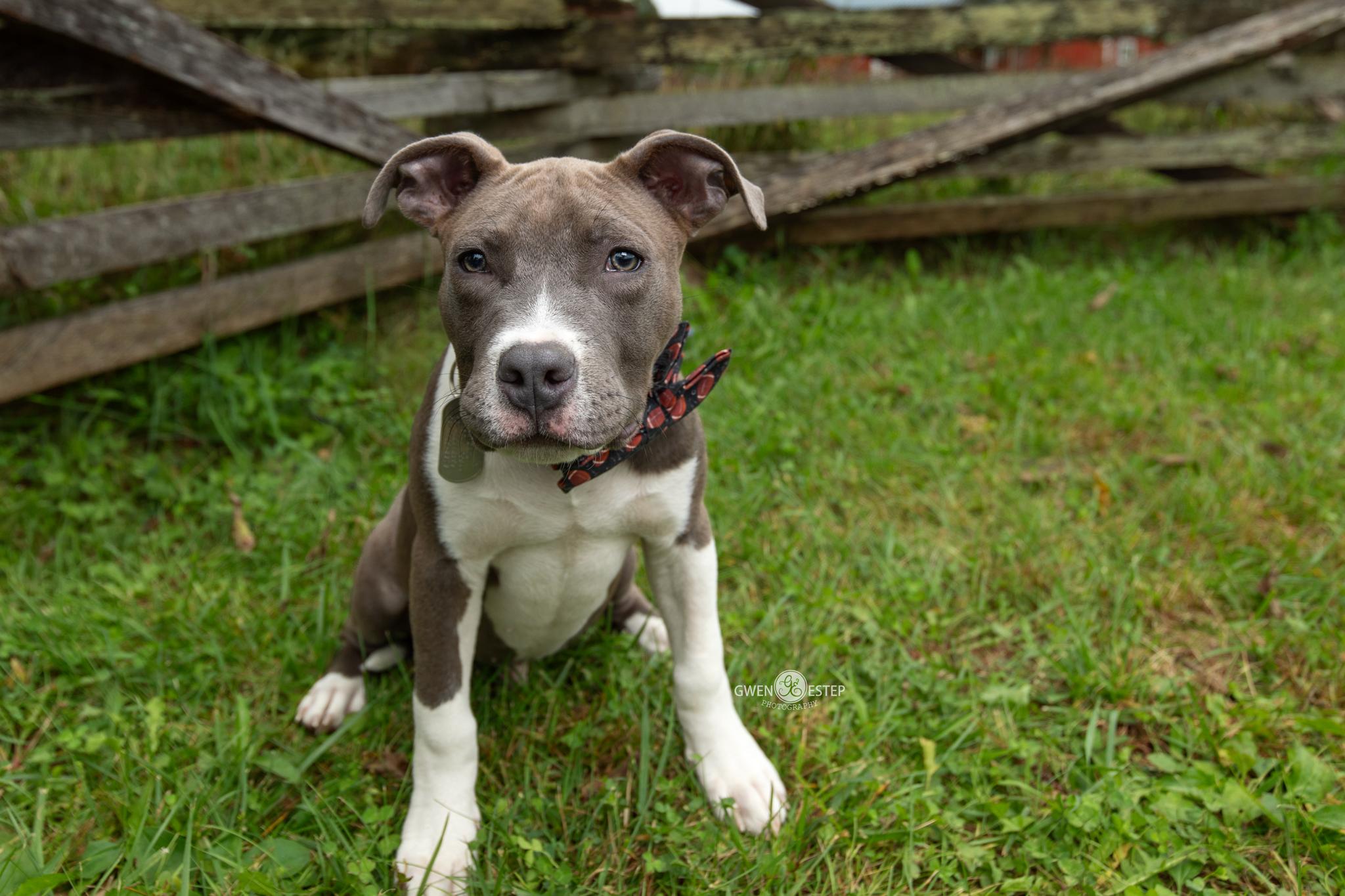 Wingding, Adopted, Young Male Pit Bull Terrier.