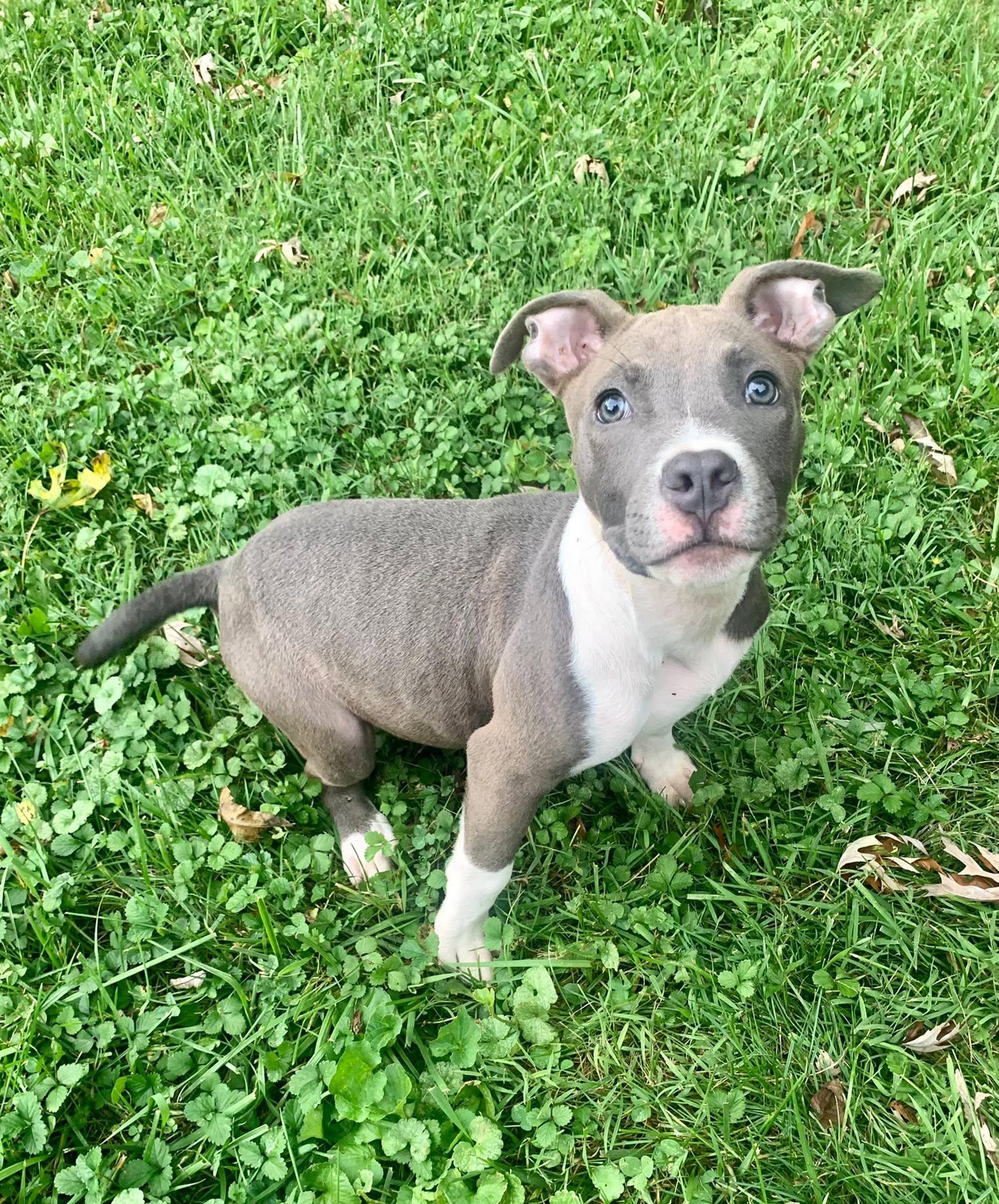 Enlarge Wingding, a Adopted Pit Bull Terrier in Dayton, OH image 4/6