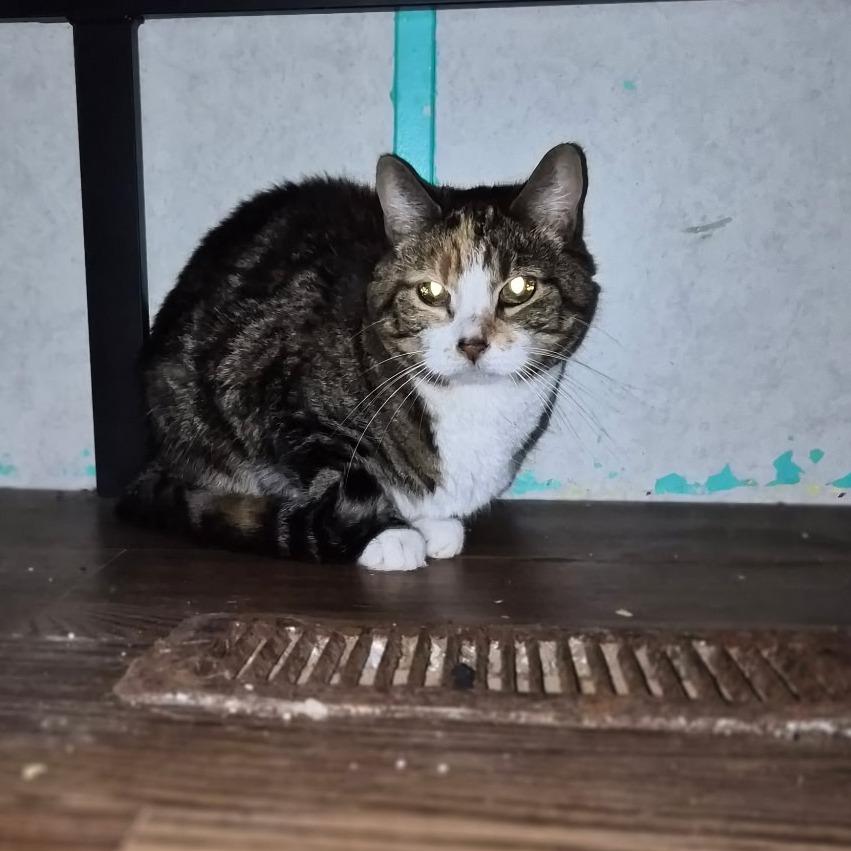 Thing 1, ADOPTABLE, Young Female Domestic Short Hair.