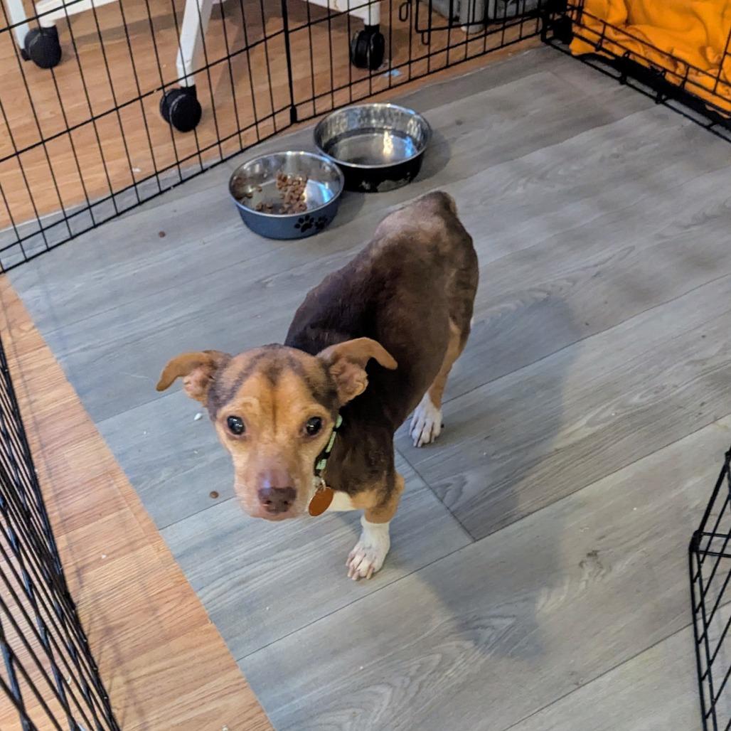 Blue Stem, Adoptable, Senior Male Mixed Breed.