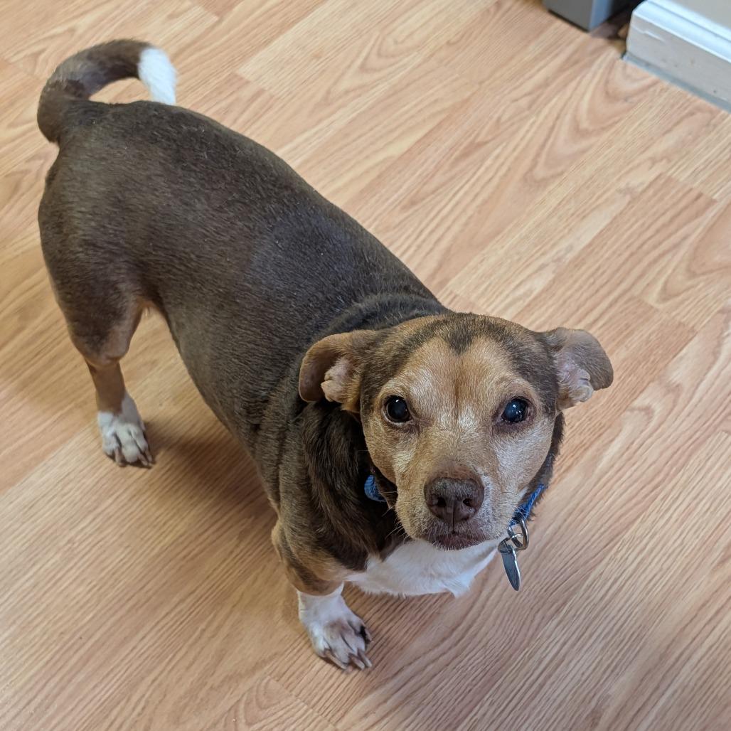 Blue Stem, a Adoptable Mixed Breed in Fredericksburg, VA image 2/4