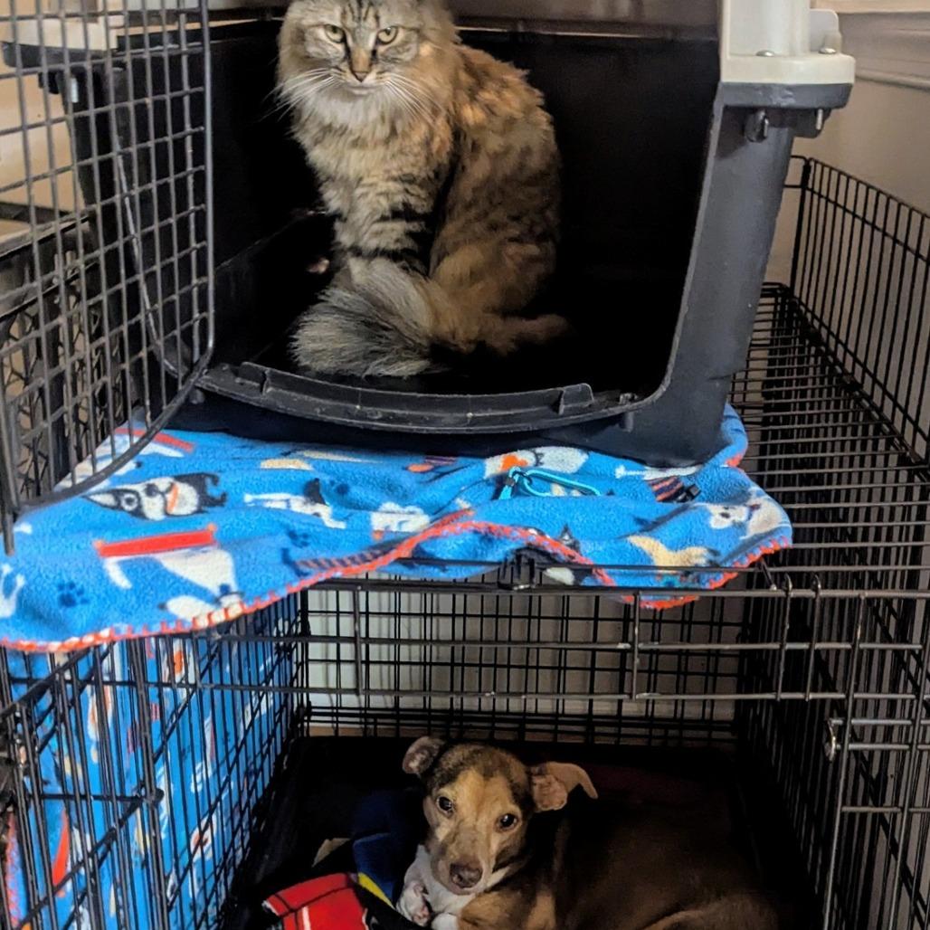 Blue Stem, a Adoptable Mixed Breed in Fredericksburg, VA image 3/4