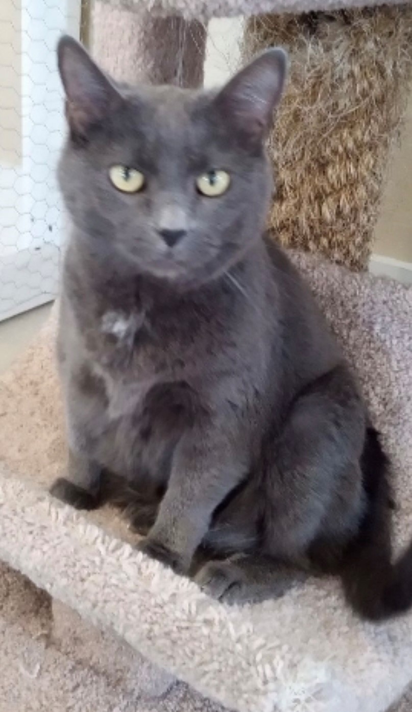 Squeaker, an adopted Domestic Short Hair in Walworth, WI_image-1