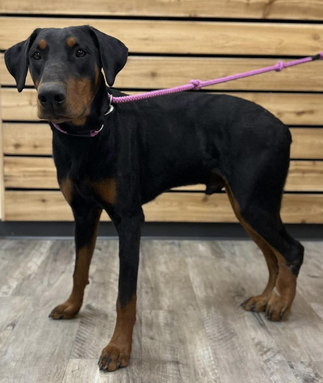Duke, adopted, Young Male Doberman Pinscher.