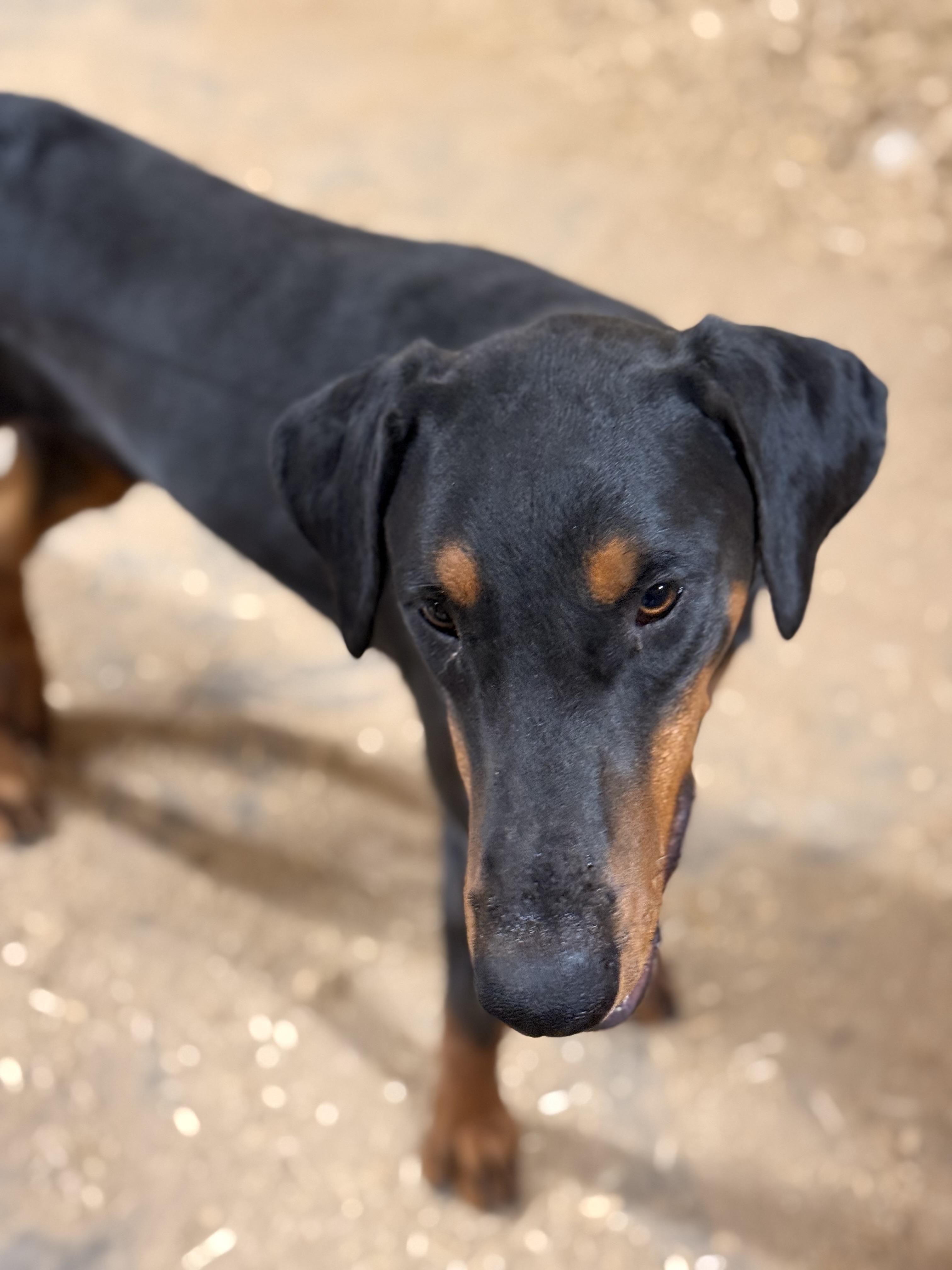 Enlarge Duke, an adopted Doberman Pinscher in Atlanta, TX image 2/2