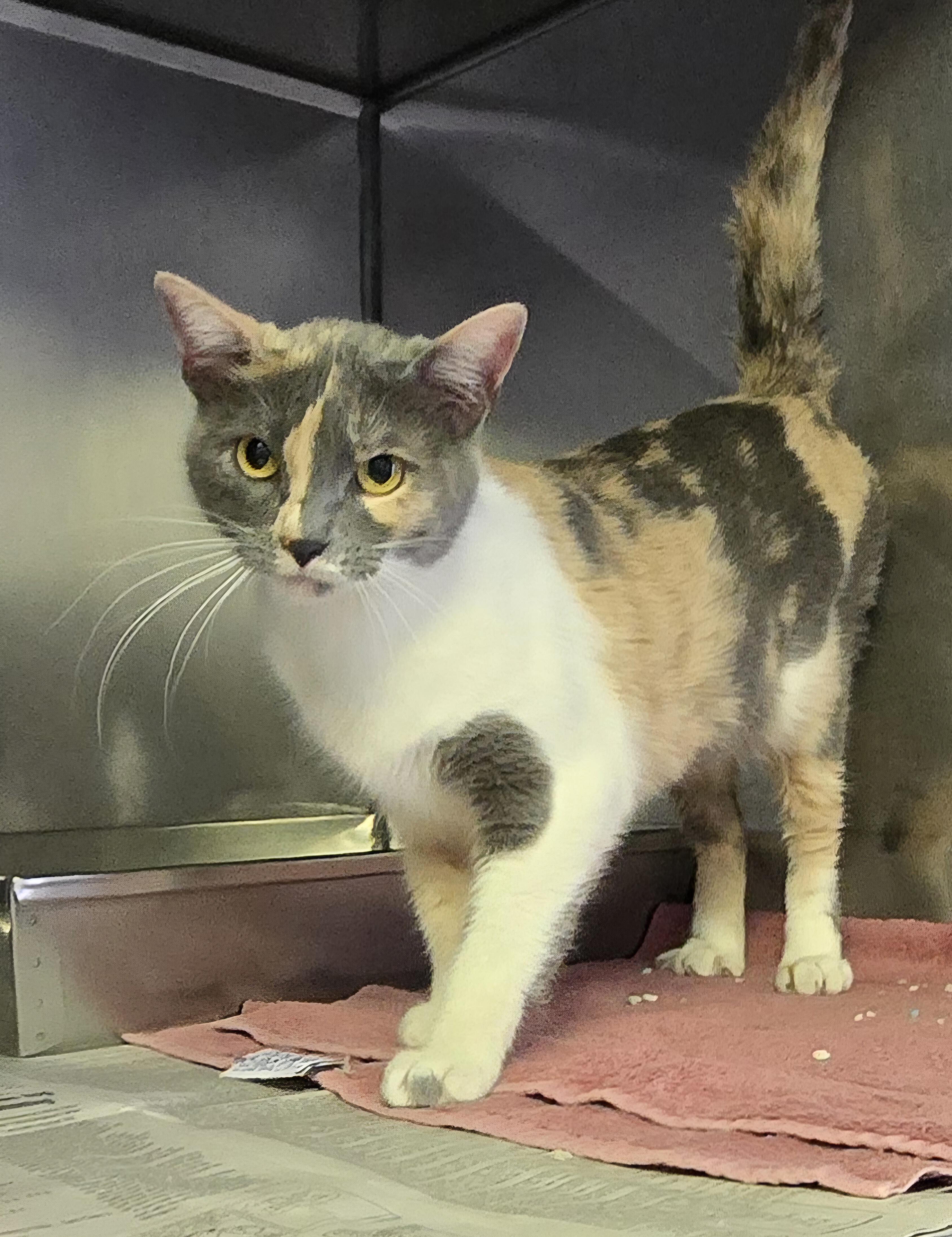 Franny, ADOPTABLE, Kitten Female Domestic Short Hair.