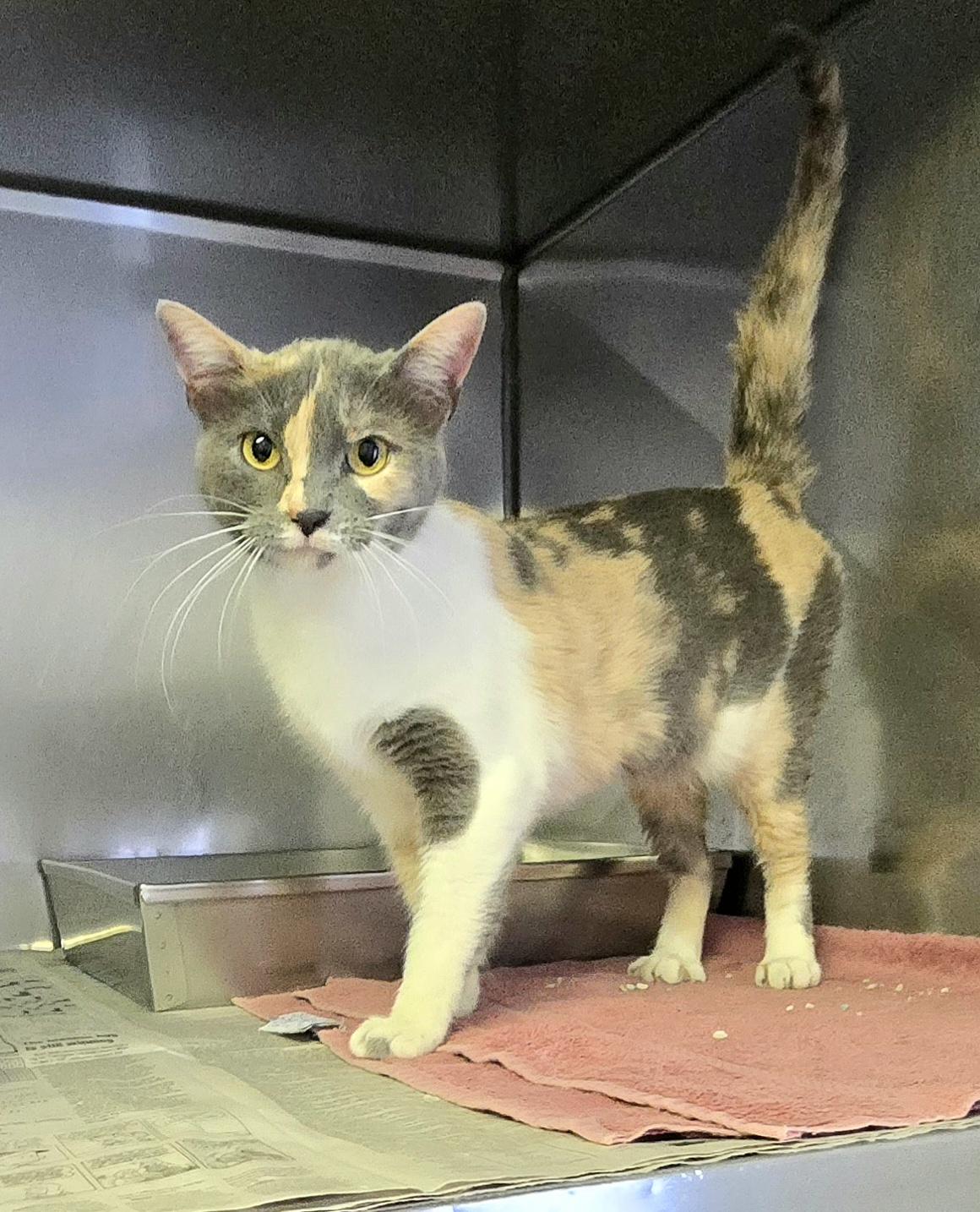 Franny, a ADOPTABLE Domestic Short Hair in Arlington Heights, IL image 2/2