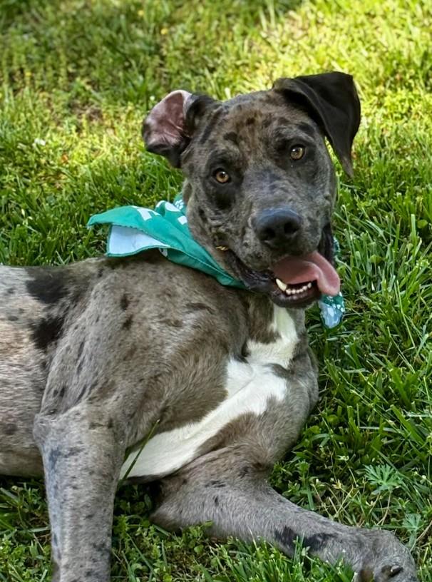 Enlarge Bean, a ADOPTABLE mixed breed in Joppa, AL image 2/6