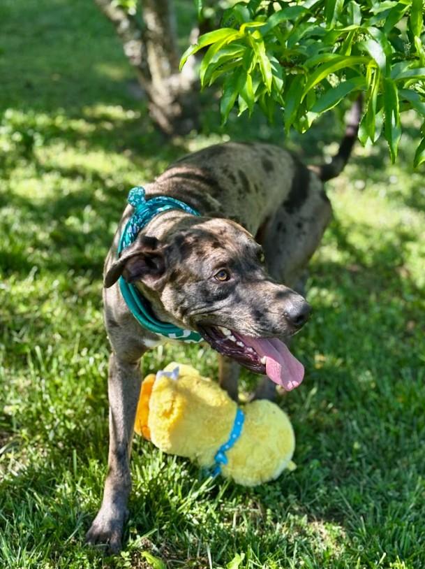 Enlarge Bean, a ADOPTABLE mixed breed in Joppa, AL image 6/6