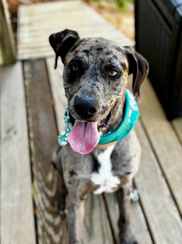 Enlarge Bean, a ADOPTABLE mixed breed in Joppa, AL image 5/6