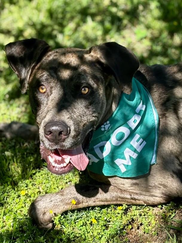 Enlarge Bean, a ADOPTABLE mixed breed in Joppa, AL image 4/6