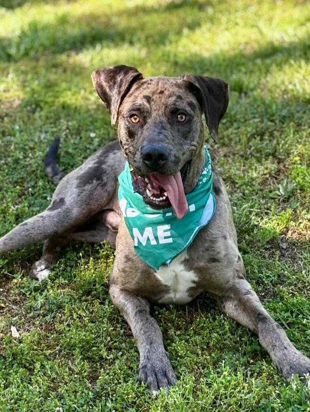Bean, ADOPTABLE, Adult Male Catahoula Leopard Dog & Great Dane.