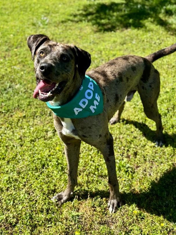 Enlarge Bean, a ADOPTABLE mixed breed in Joppa, AL image 3/6