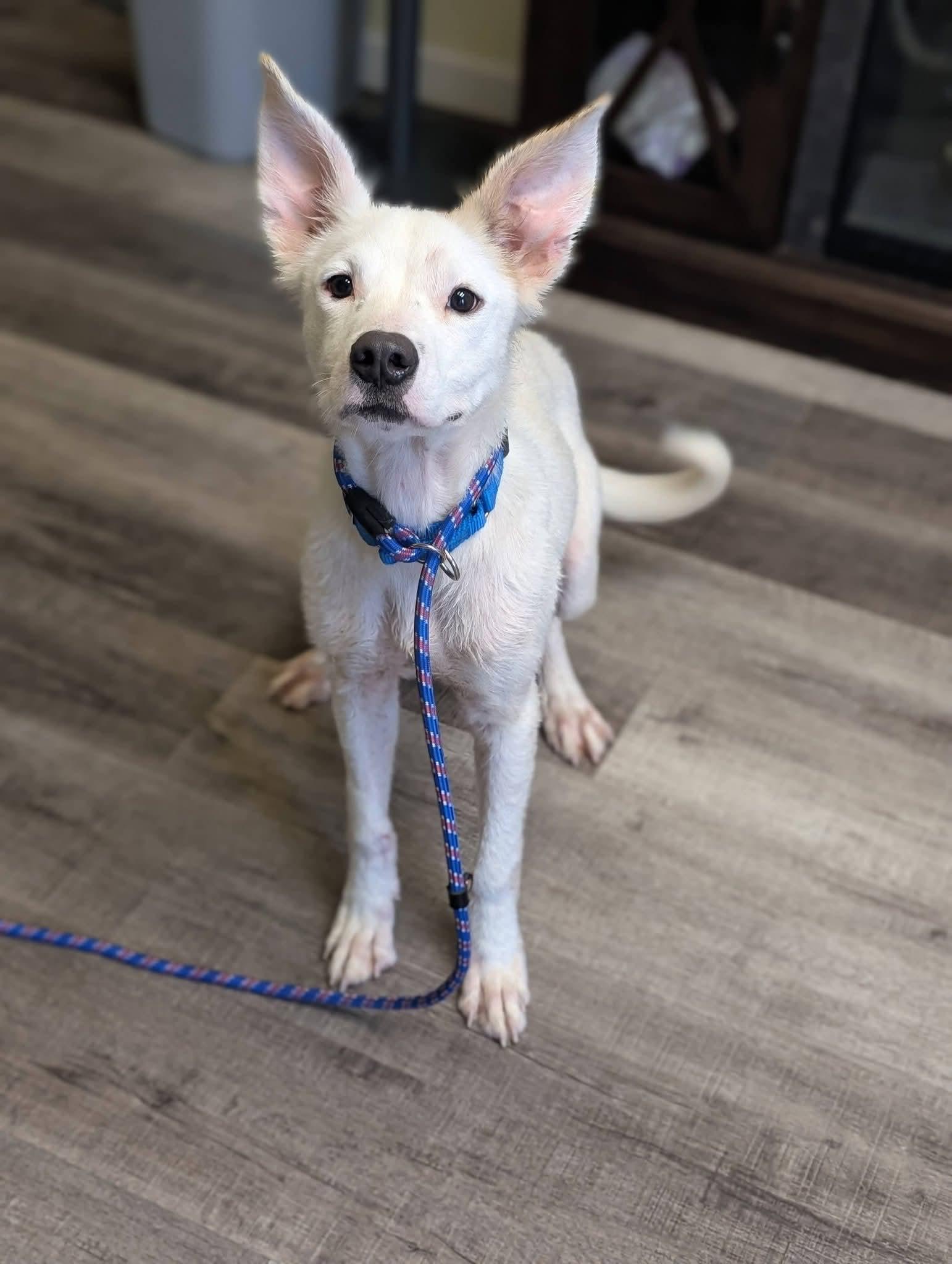 Enlarge MARSHALL 425, a Adoptable mixed breed in Milwaukee, WI image 6/6