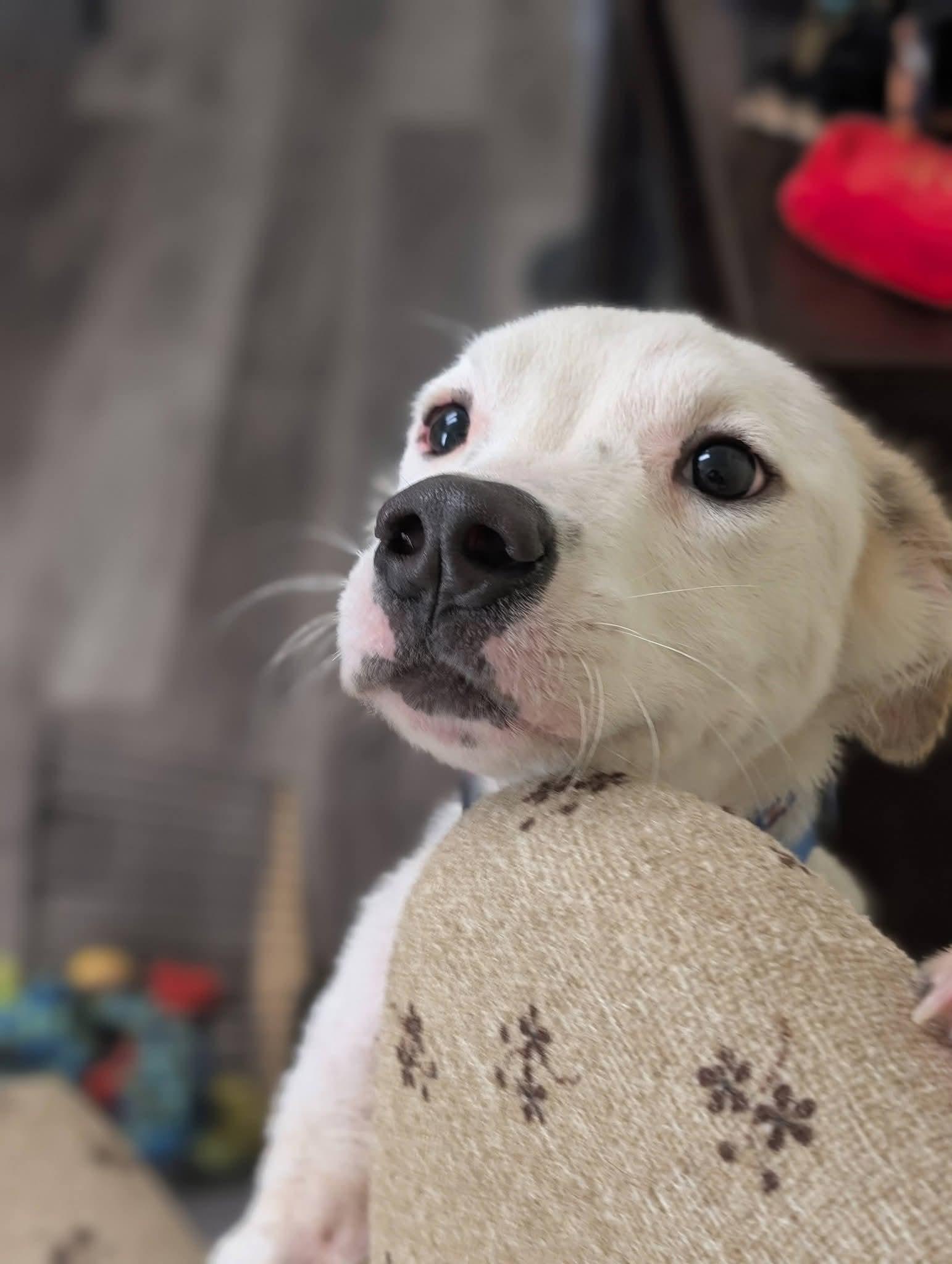Enlarge MARSHALL 425, a Adoptable mixed breed in Milwaukee, WI image 3/6