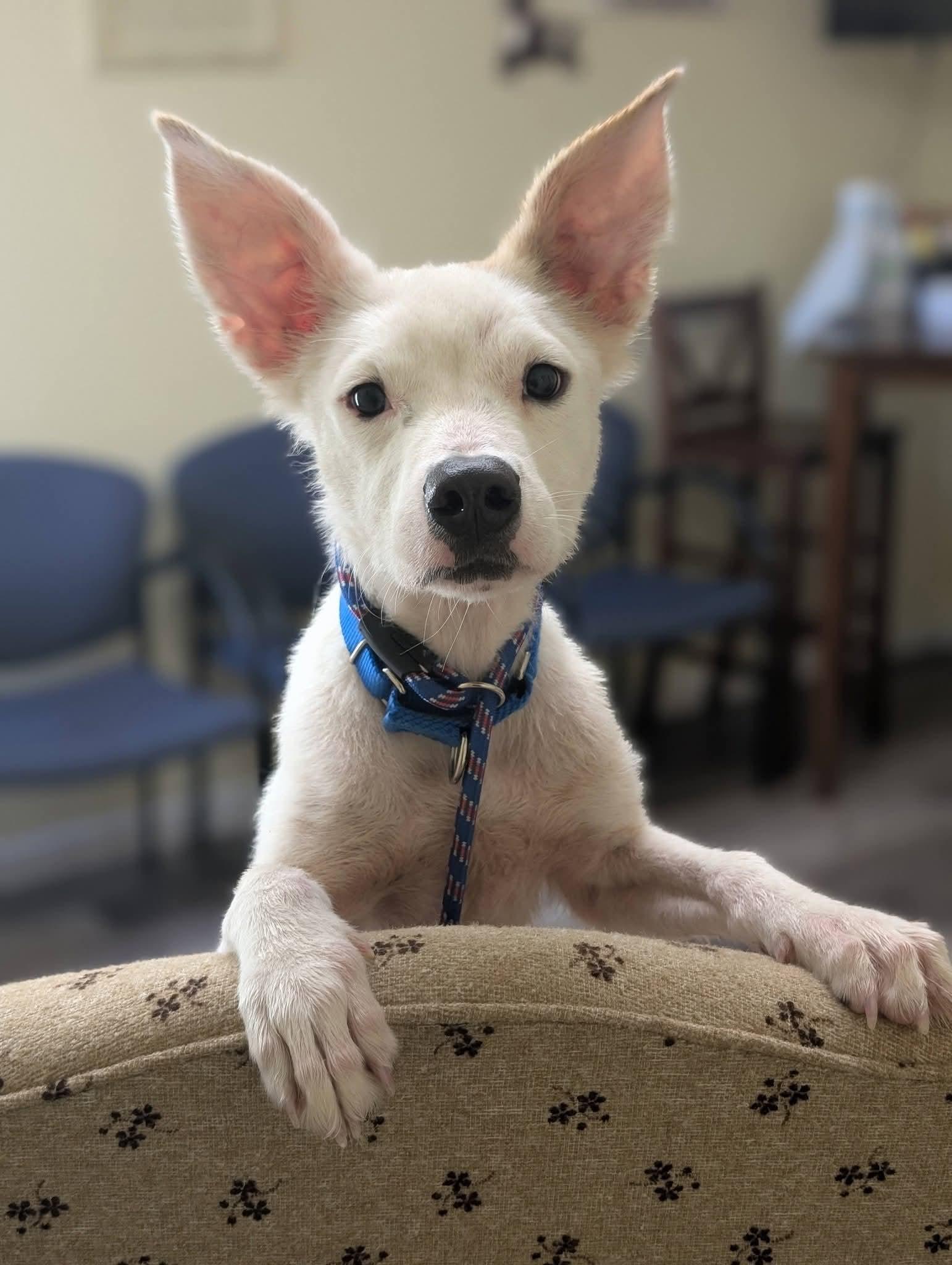 MARSHALL 425, Adoptable, Young Male Australian Cattle Dog / Blue Heeler.