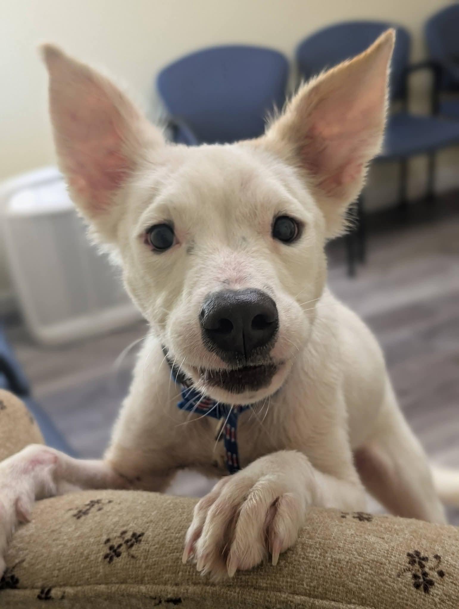 Enlarge MARSHALL 425, a Adoptable mixed breed in Milwaukee, WI image 5/6