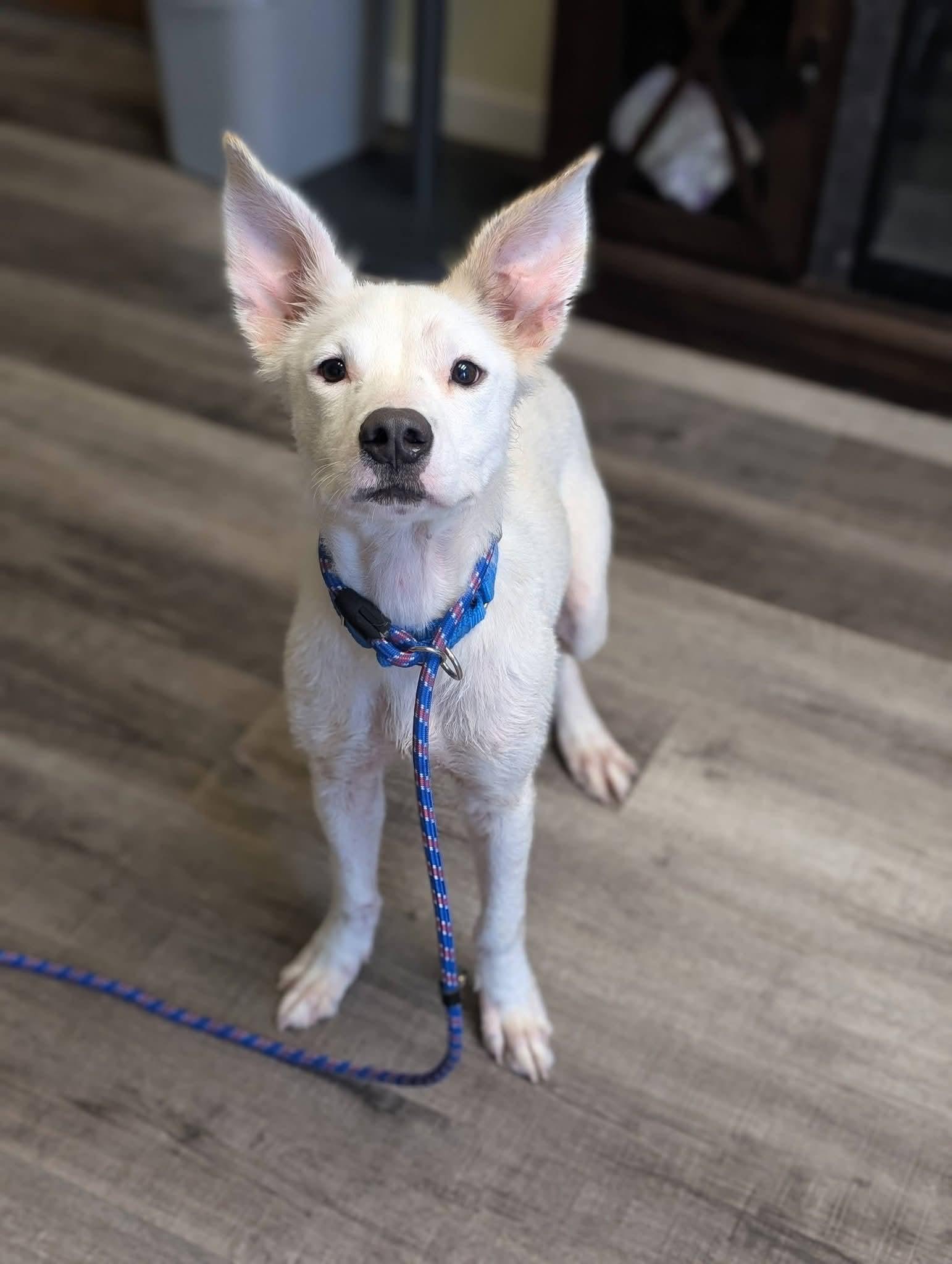 Enlarge MARSHALL 425, a Adoptable mixed breed in Milwaukee, WI image 2/6