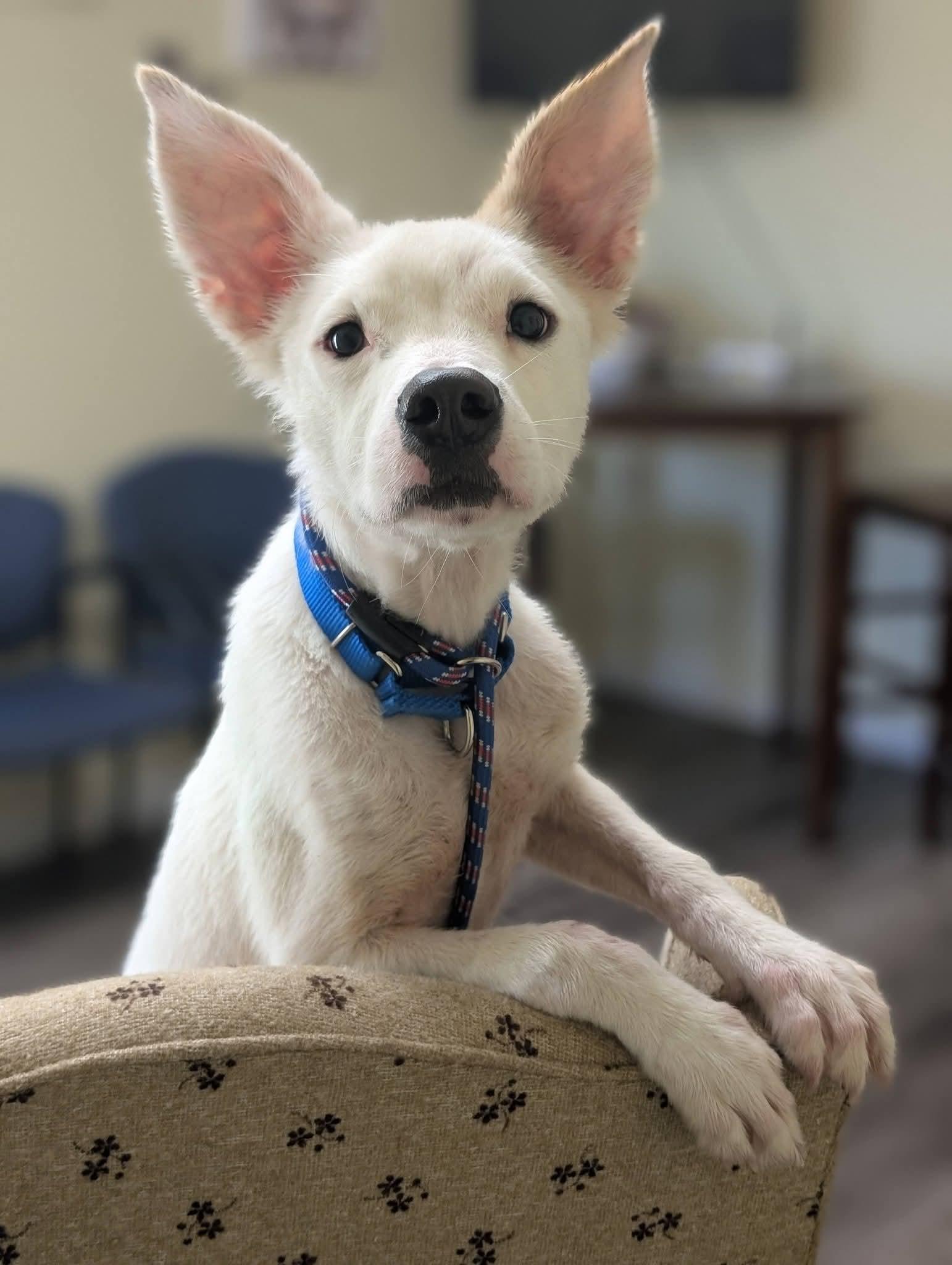 Enlarge MARSHALL 425, a Adoptable mixed breed in Milwaukee, WI image 4/6