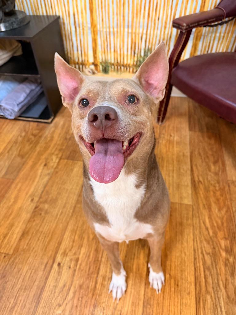 Morgan Wallen, a Adoptable Mixed Breed in Ocala, FL image 1/3