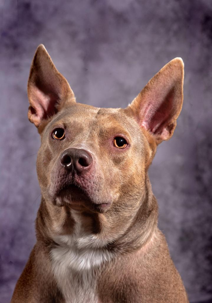 Morgan Wallen, a Adoptable Mixed Breed in Ocala, FL image 2/3
