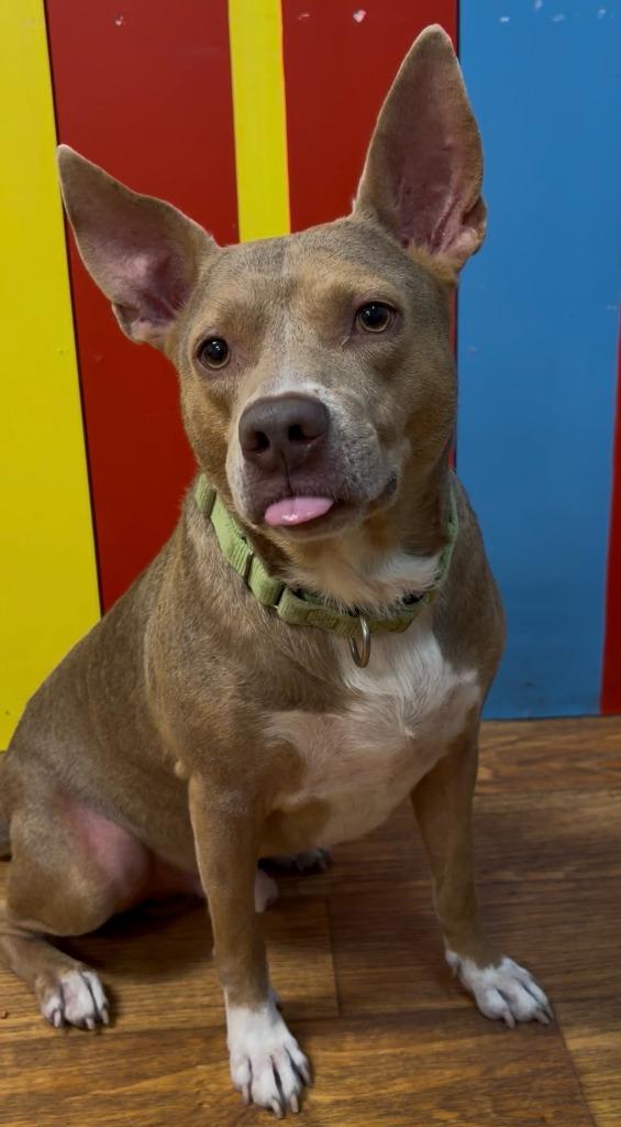 Morgan Wallen, a Adoptable Mixed Breed in Ocala, FL image 3/3
